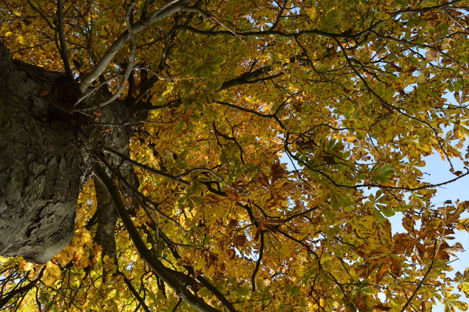 Nikon D3200 sample photo. Autumn, tree, forest photography