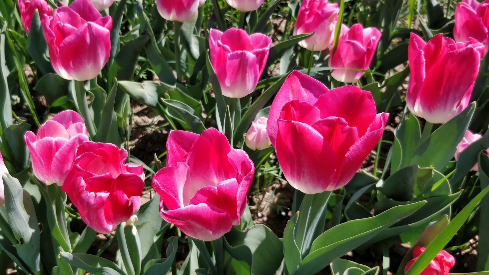 OnePlus 5 sample photo. Flowers, summer, beautiful photography