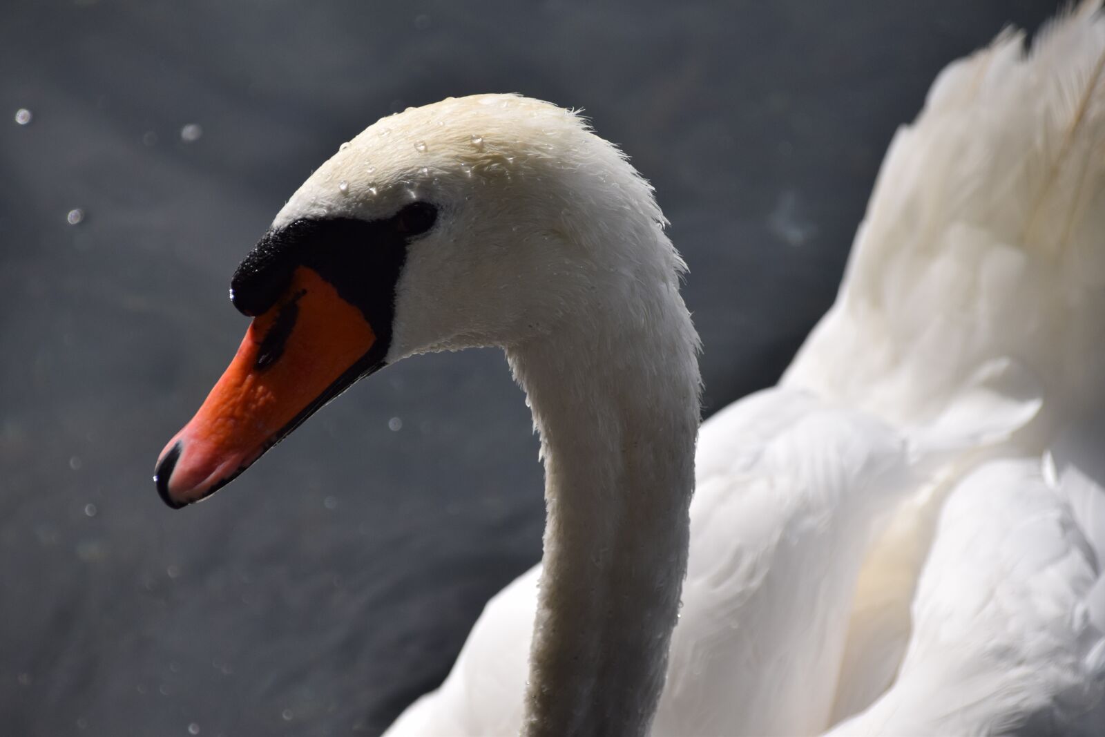 Nikon D5300 sample photo. Lake, summer, swan photography