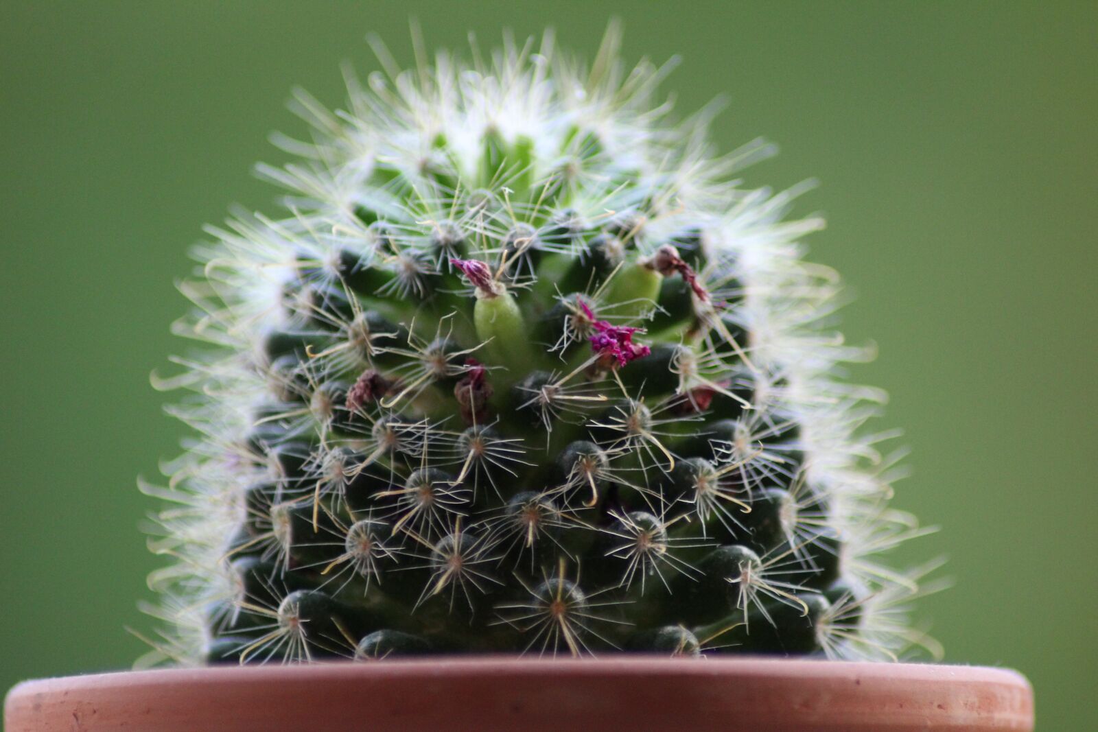Canon EOS 1300D (EOS Rebel T6 / EOS Kiss X80) sample photo. Cactus, plant, thorn photography