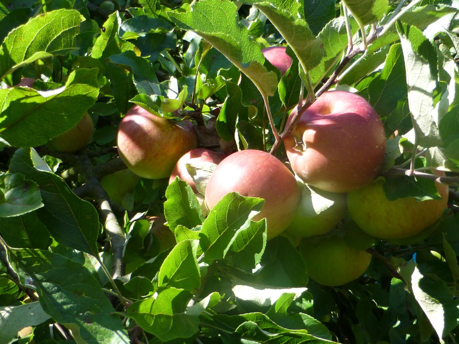 Panasonic DMC-TZ31 sample photo. Fruit, apple, delicious photography