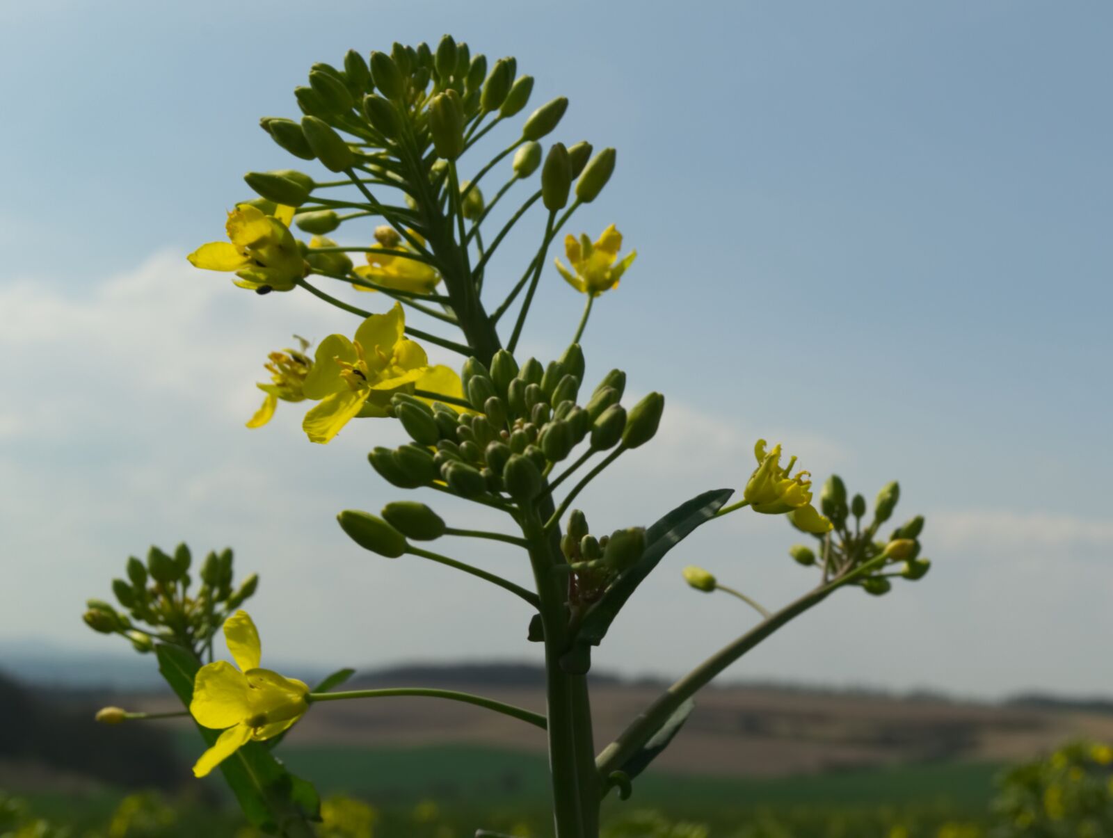 Nikon D3100 sample photo. Oilseed rape, rare plant photography