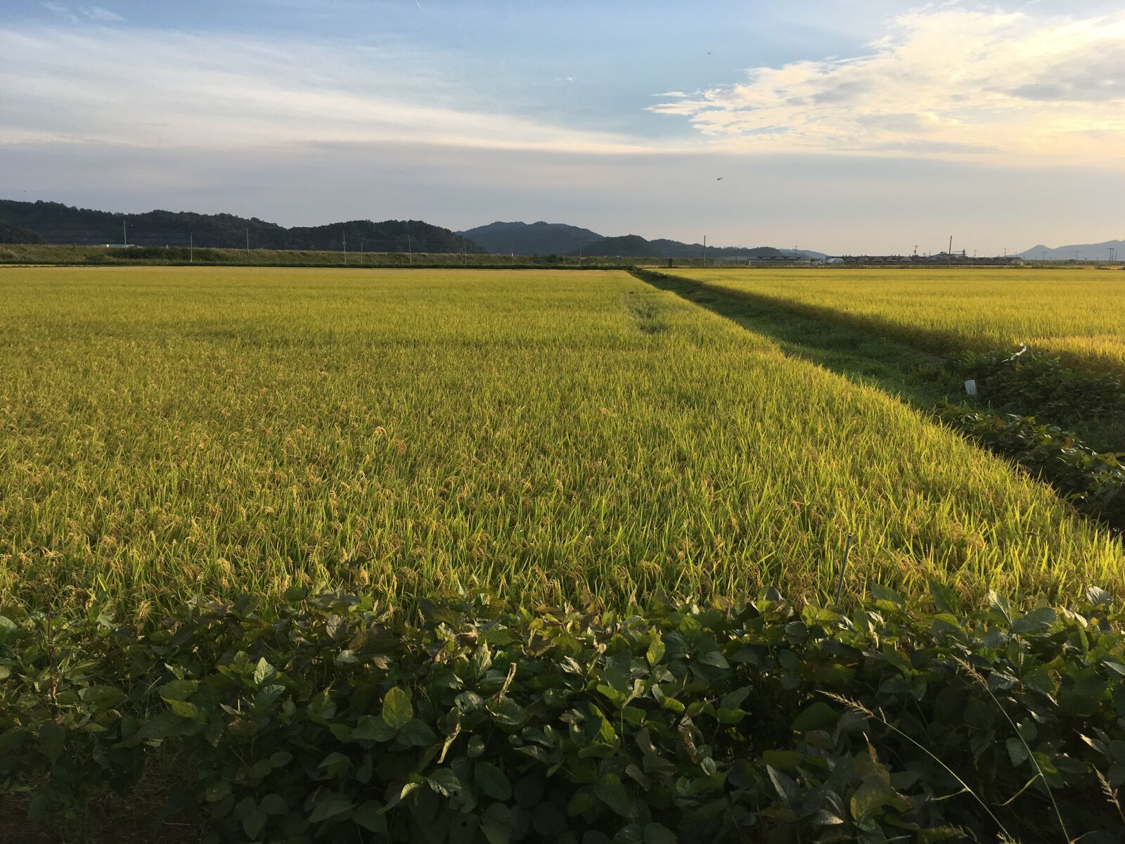 Apple iPhone SE sample photo. Rice paddies, autumn, in photography