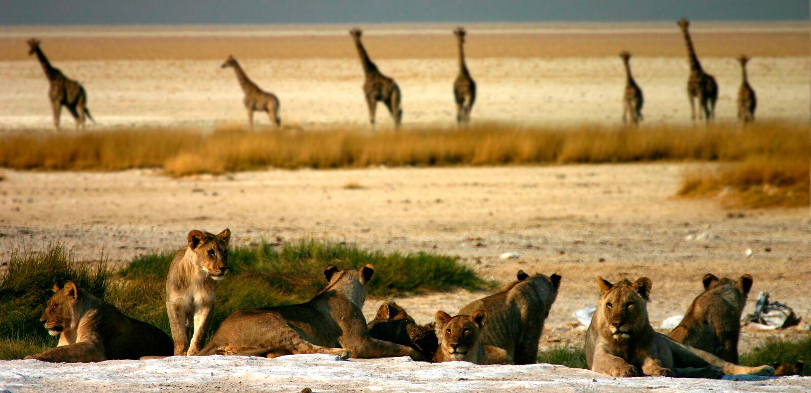 Canon EOS 300D (EOS Digital Rebel / EOS Kiss Digital) sample photo. Giraffes, lion, etosha photography