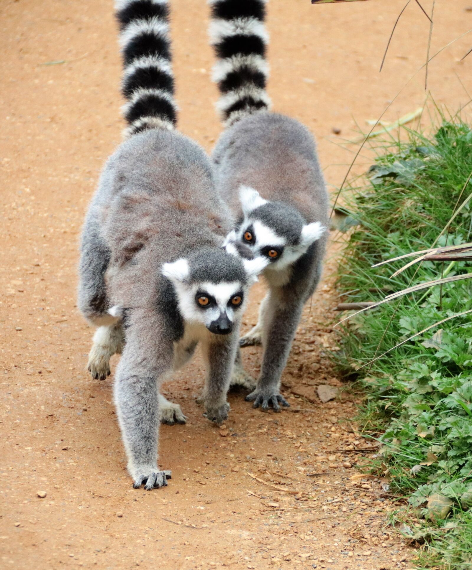 Canon EOS 760D (EOS Rebel T6s / EOS 8000D) sample photo. Lemur, pair of ring photography