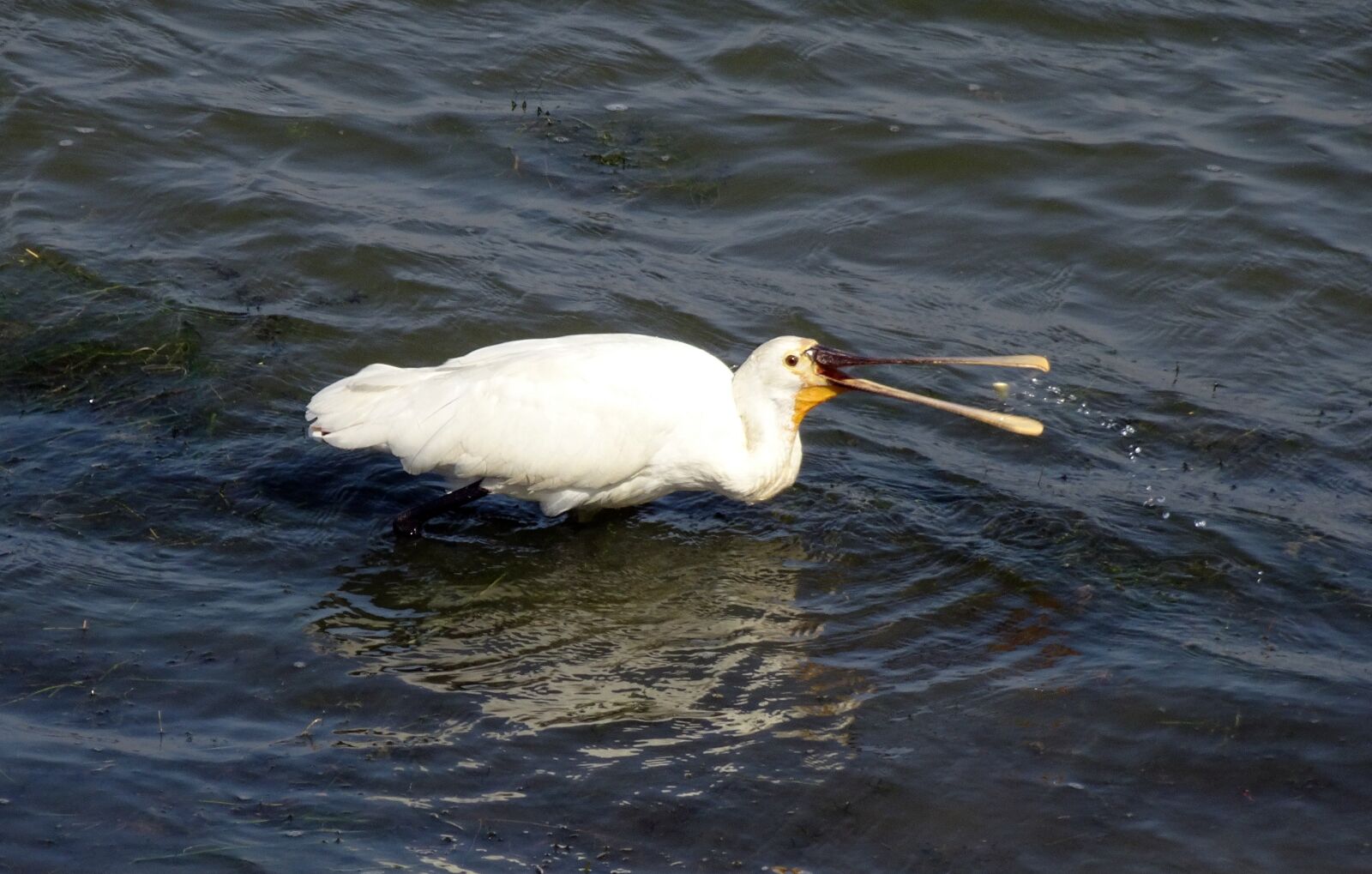 Sony Cyber-shot DSC-HX90V sample photo. Bird, eurasian spoonbill, common photography