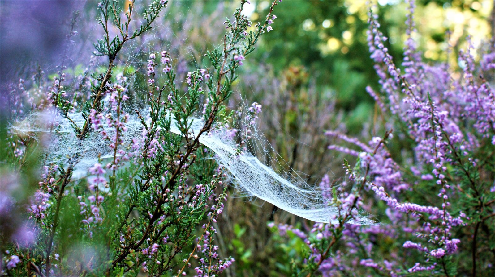 Sony Alpha DSLR-A350 sample photo. Heide, spider web, nature photography