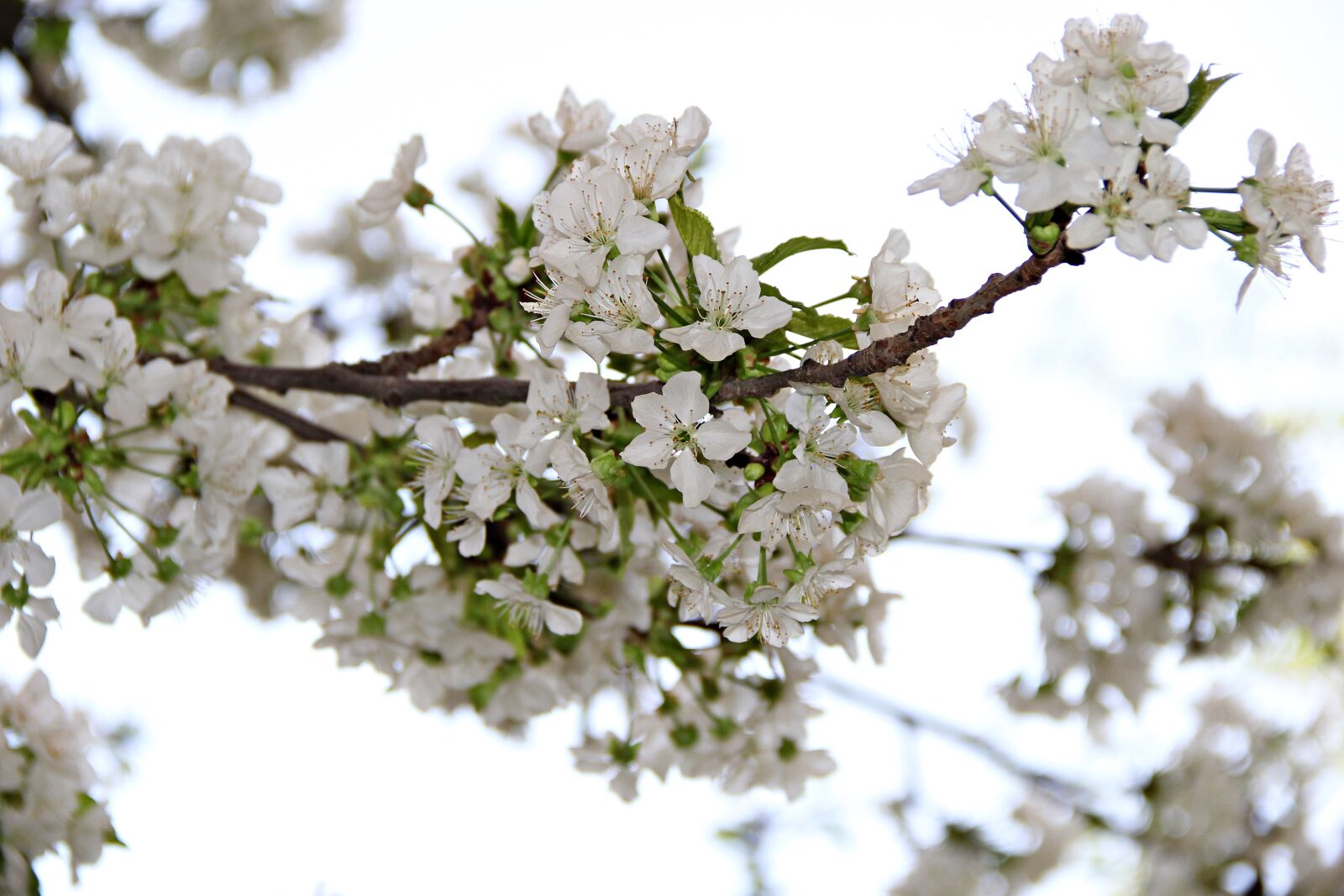 Canon EOS 60D sample photo. Flower, chichewa with age photography