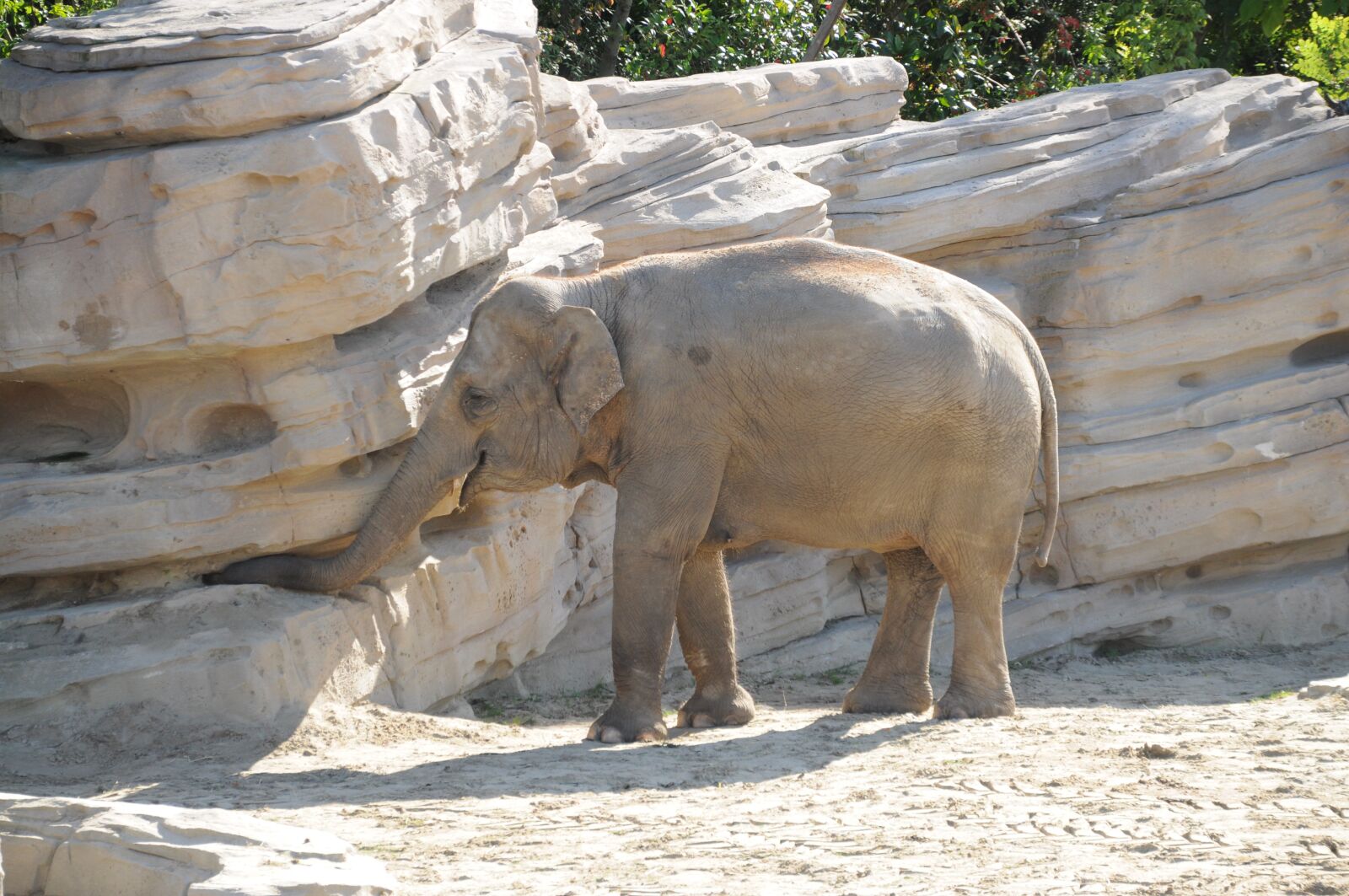 Nikon D5000 sample photo. Elephant, animal, zoo photography