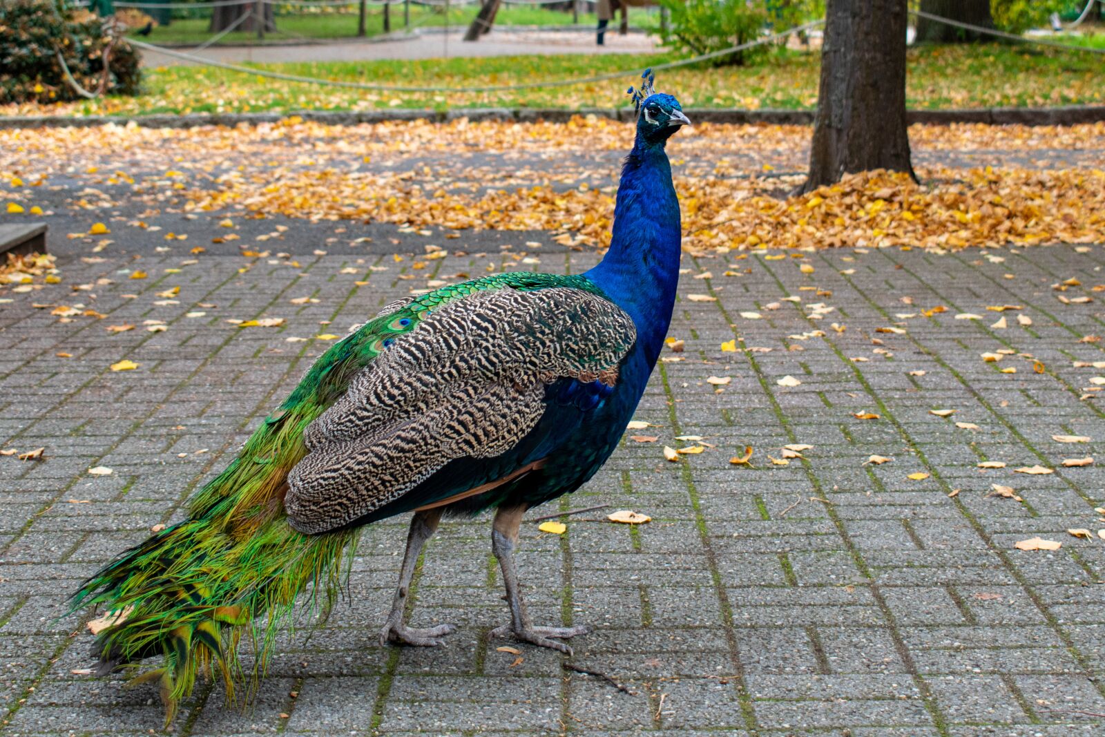 Nikon D5300 sample photo. Peacock, bird, animal photography