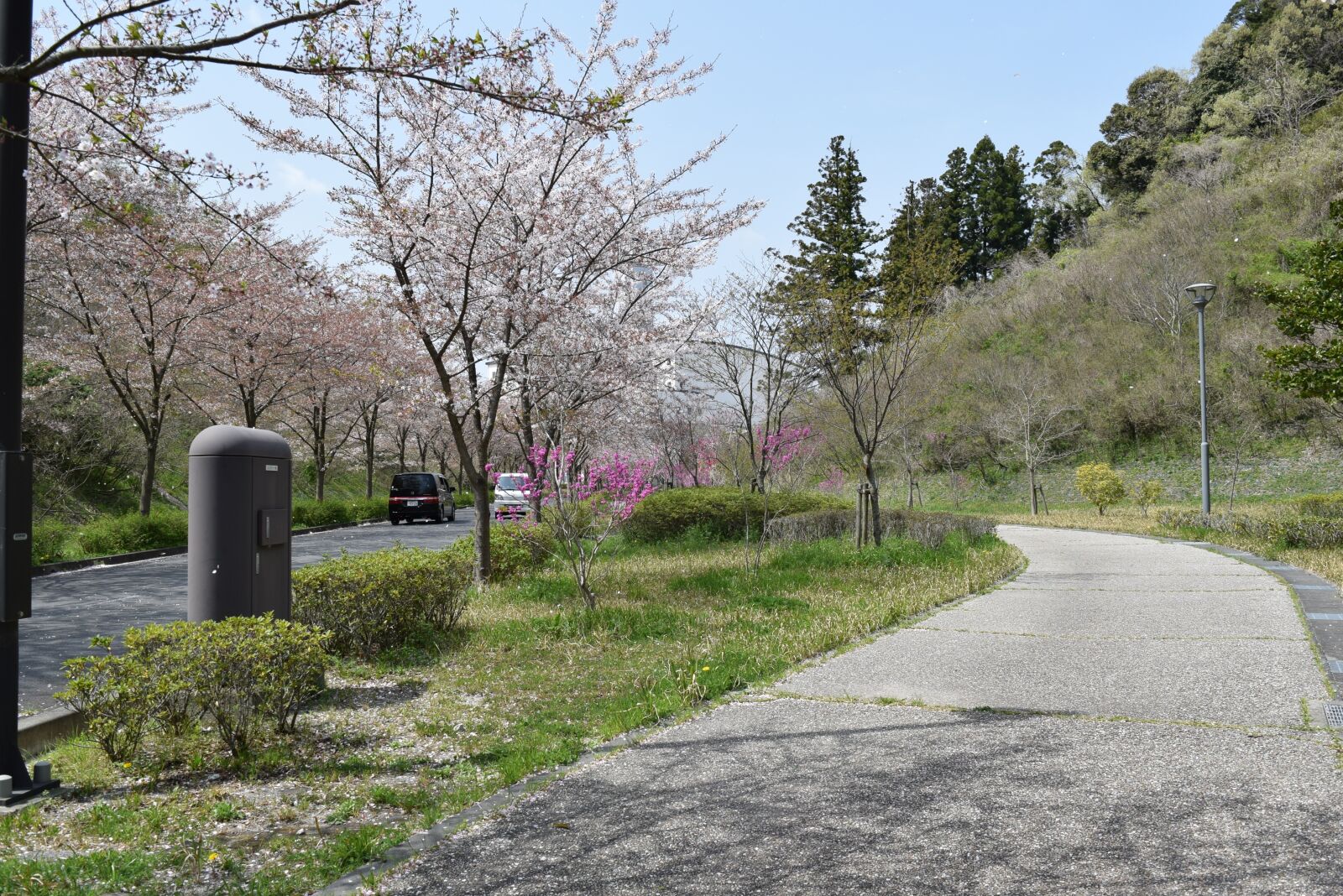 Nikon D3300 sample photo. Tree, nature, road photography