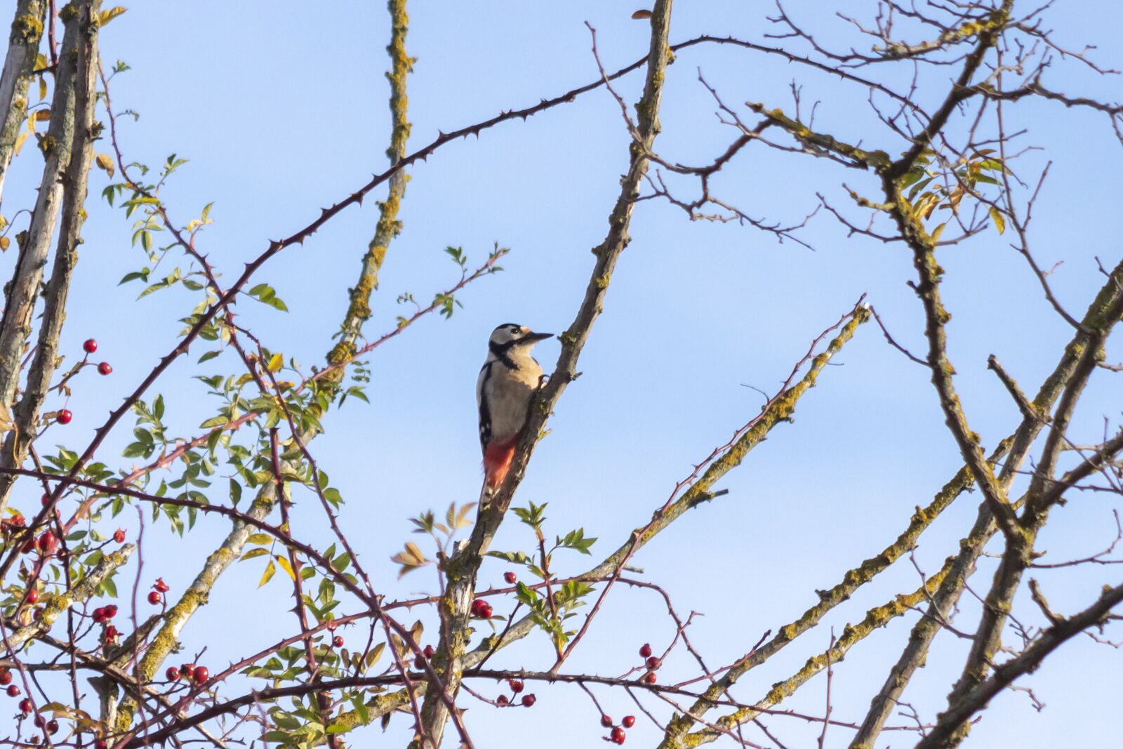 Canon EF75-300mm f/4-5.6 sample photo. Woodpecker, bird, vertebrate photography