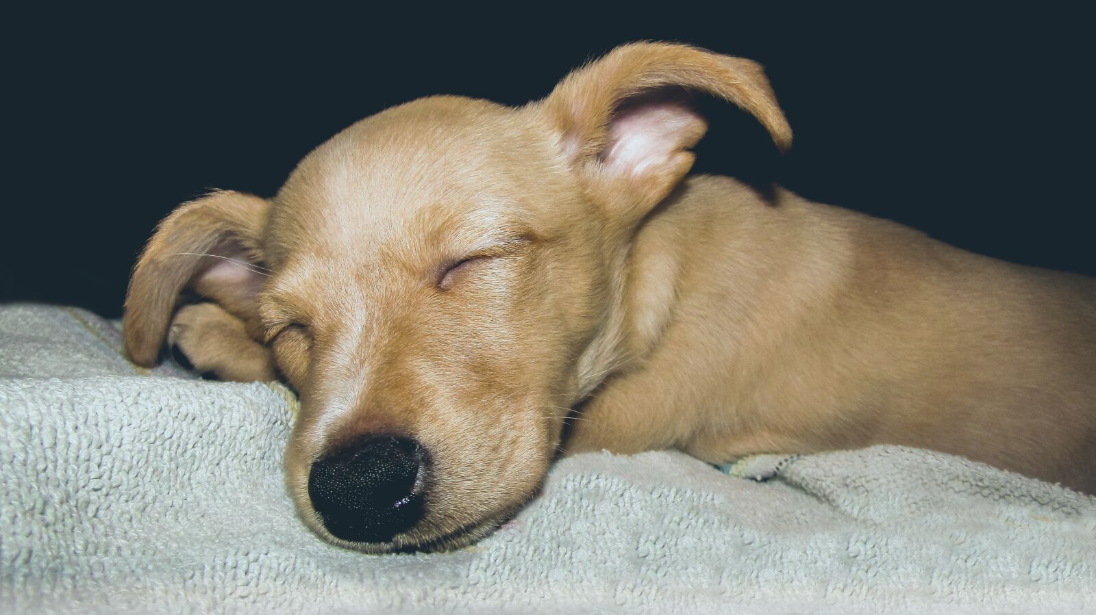 Canon PowerShot SX410 IS sample photo. Pet, puppy, dog photography