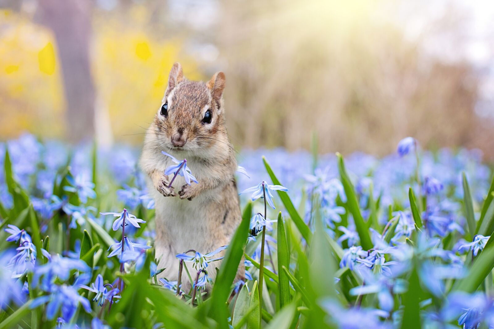 Canon EF 50mm F1.4 USM sample photo. Chipmunk, garden, spring photography