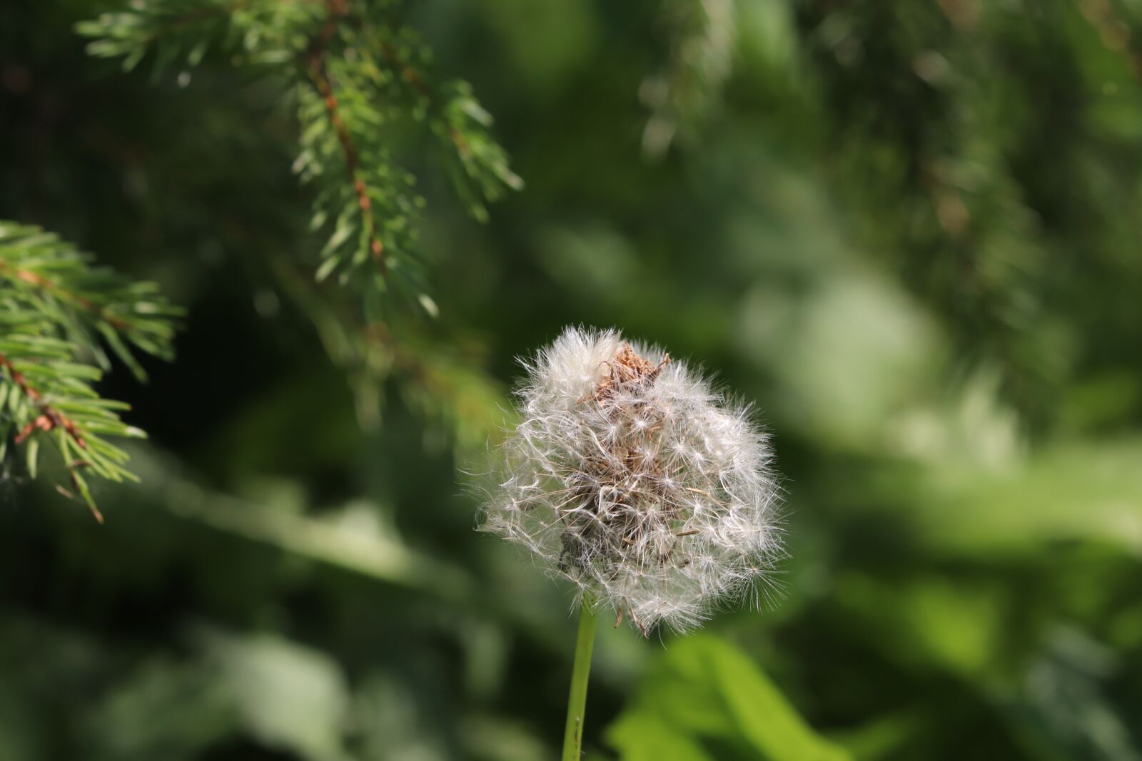 Canon EF 70-300 F4-5.6 IS II USM sample photo. Taraxacum officinale, dandelion, taraxacum photography