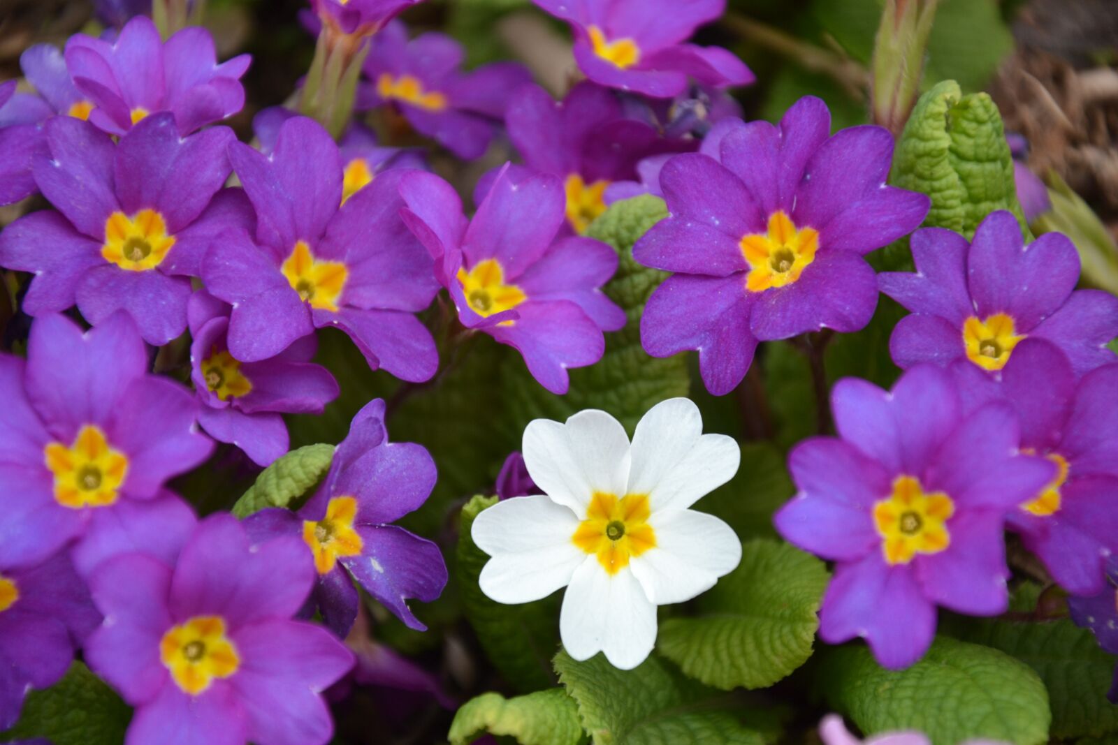 Nikon D3100 sample photo. Flowers, spring, primroses photography