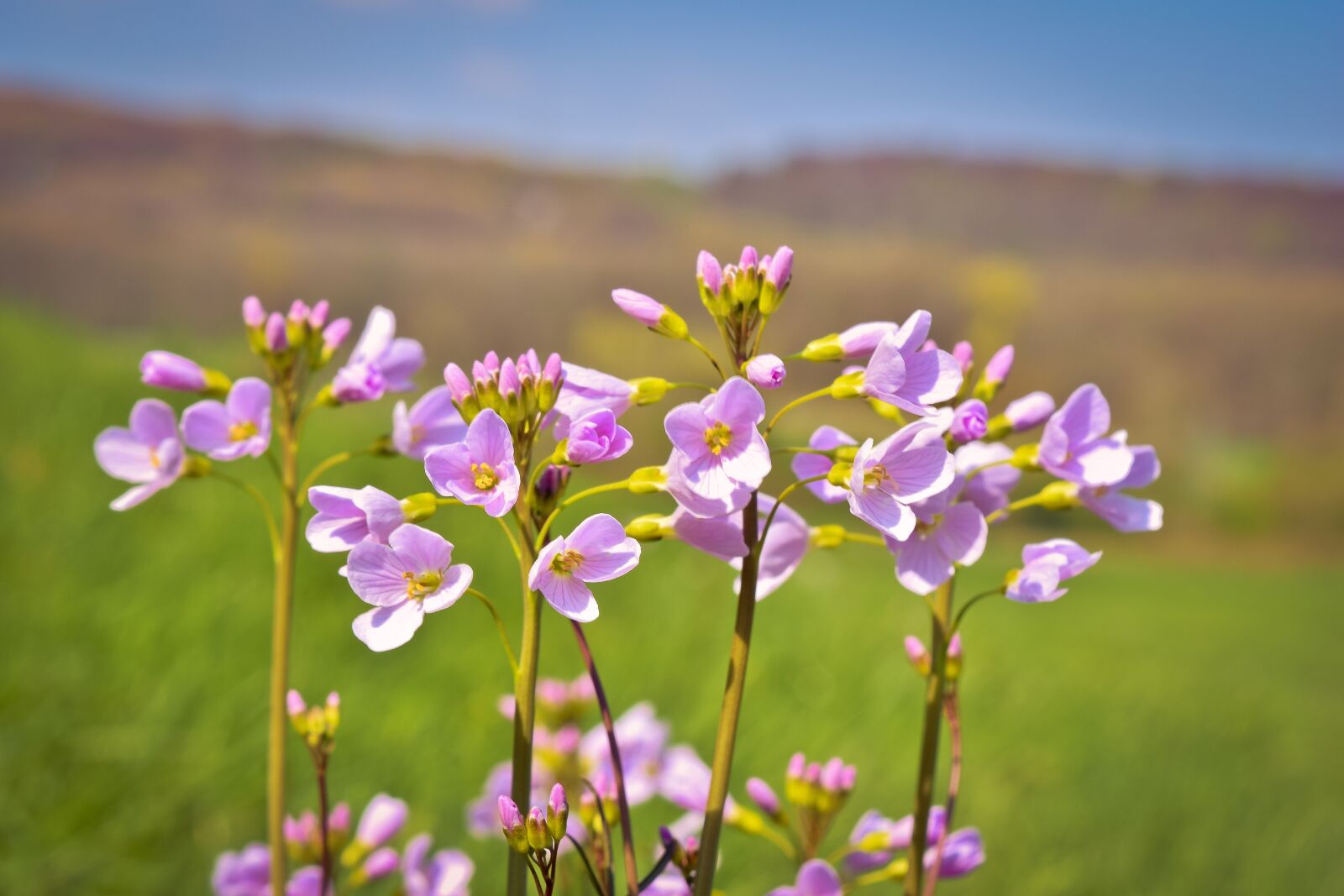 Nikon D3300 sample photo. Flowers, cuckoo flower, nature photography