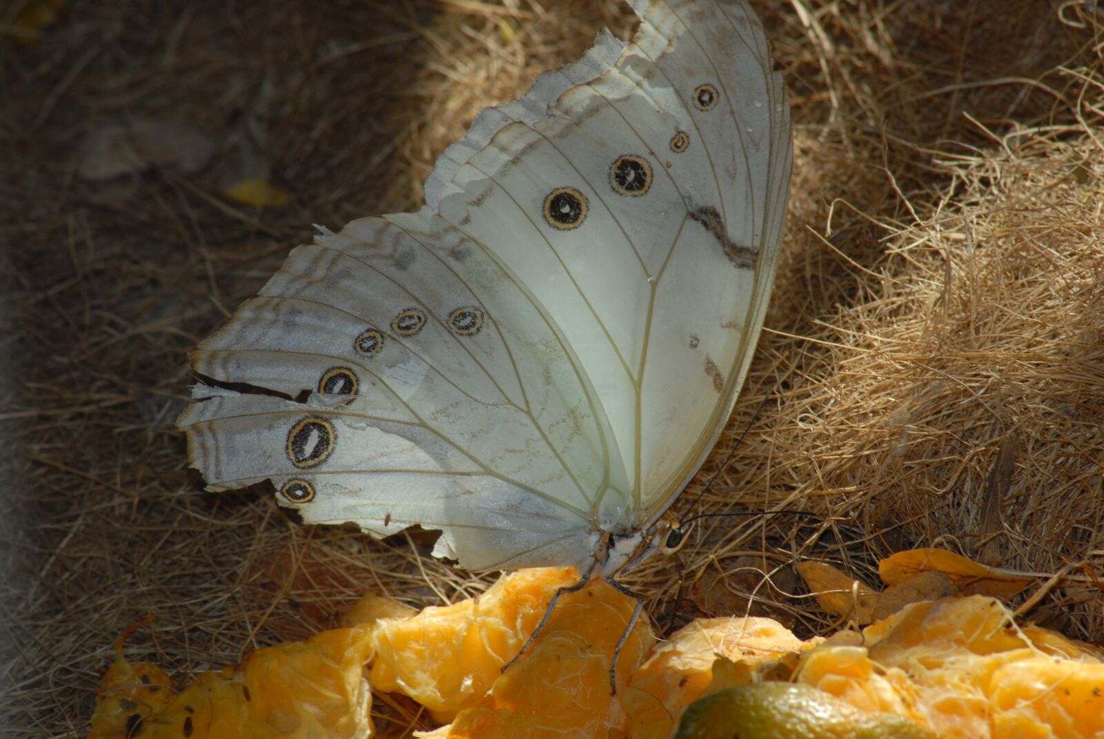 Nikon D200 sample photo. Butterfly, insect, garden photography