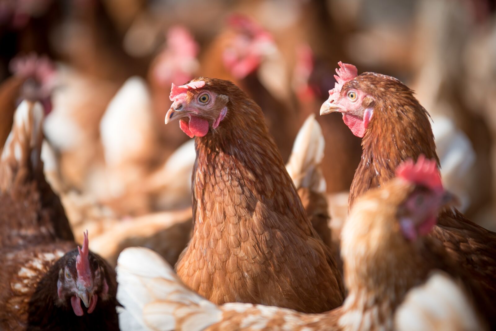 Nikon D750 sample photo. Laying hens, hen, poultry photography