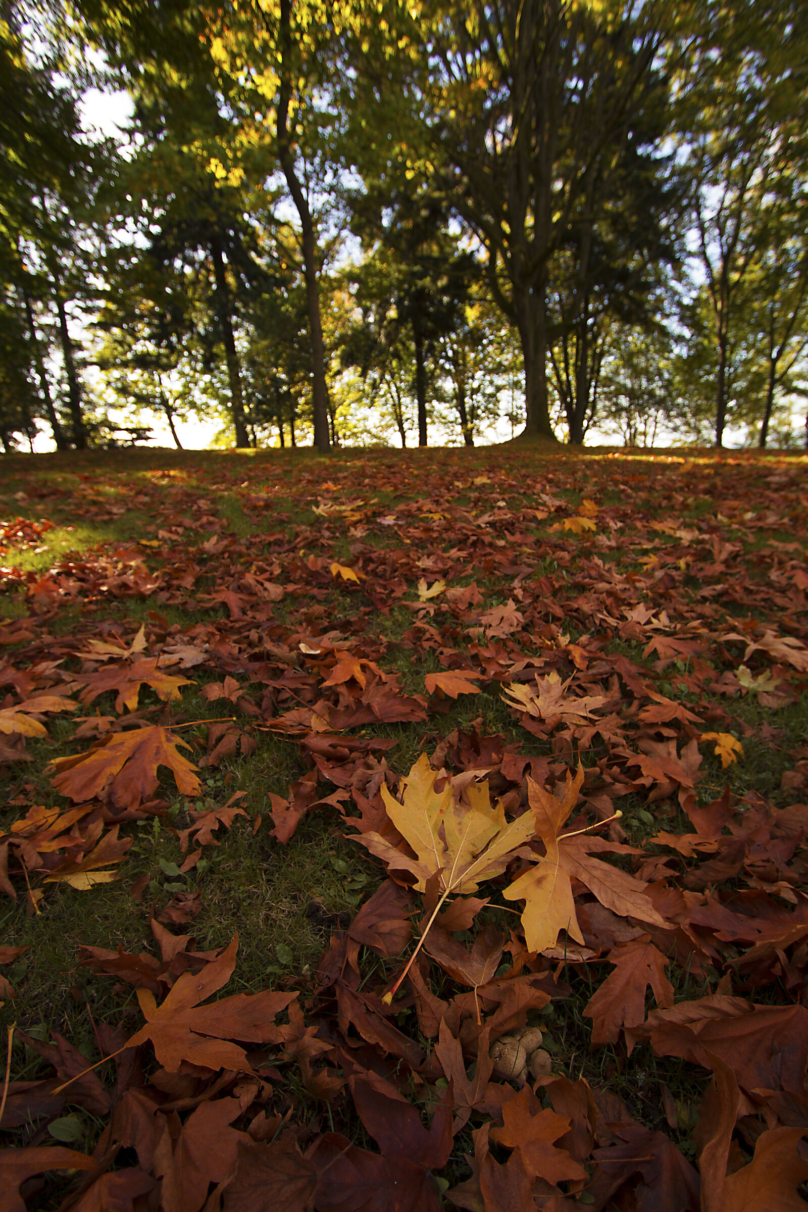 Canon EF-S 10-22mm F3.5-4.5 USM sample photo. Autumn, autumn, colours, autumn photography