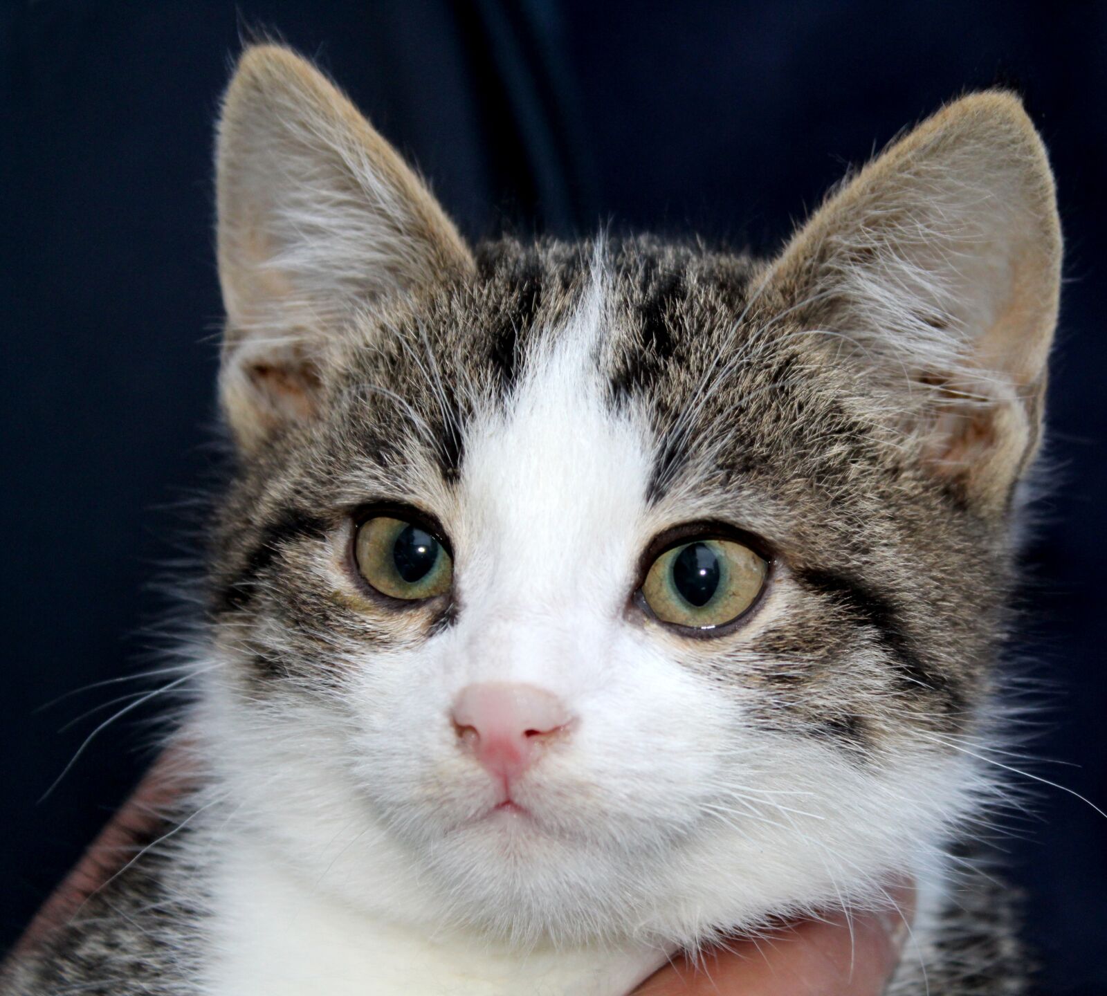 Canon EOS 1300D (EOS Rebel T6 / EOS Kiss X80) sample photo. Cat, baby, eyes photography