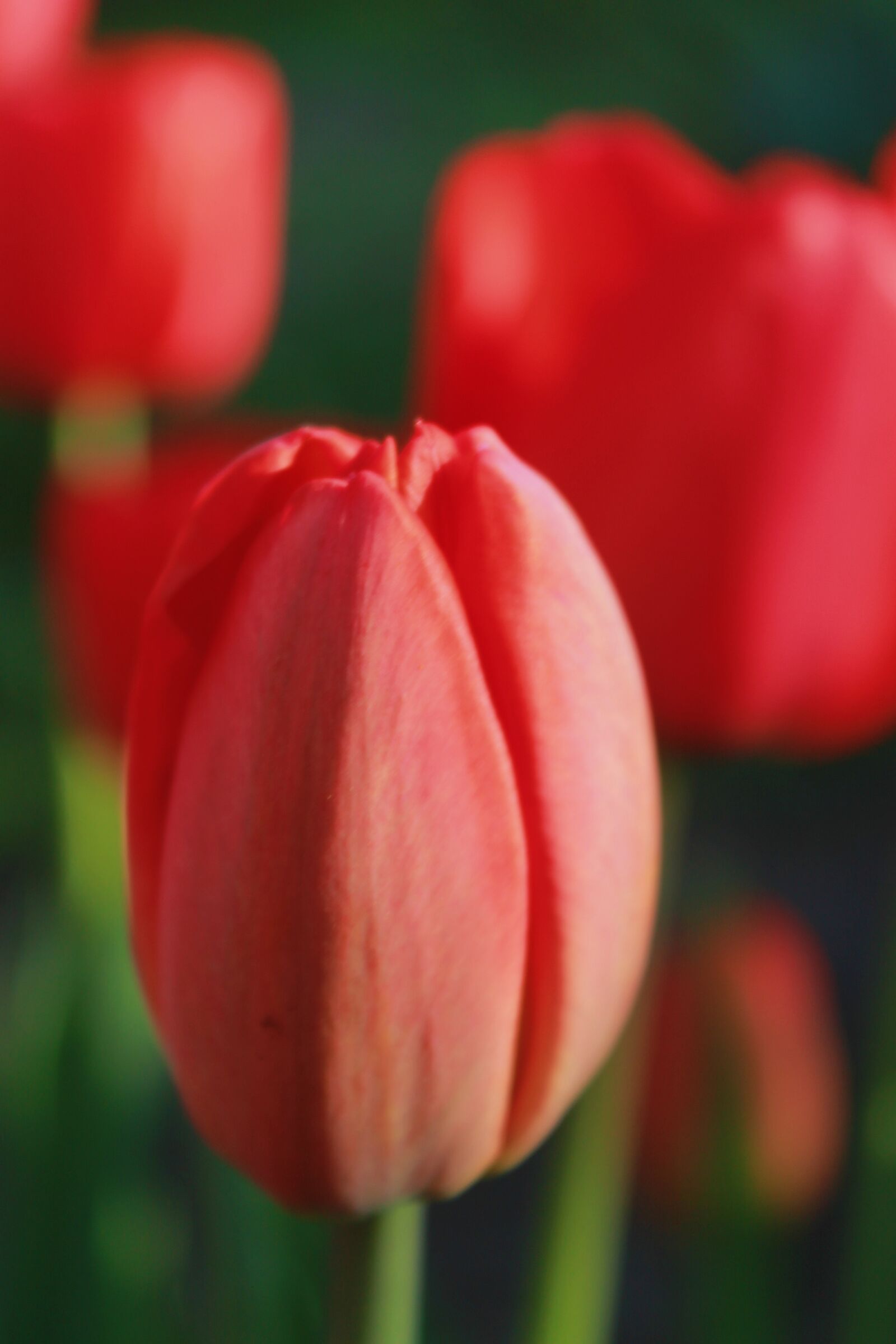 Canon EOS 1100D (EOS Rebel T3 / EOS Kiss X50) sample photo. Tulips, buds, flowers photography