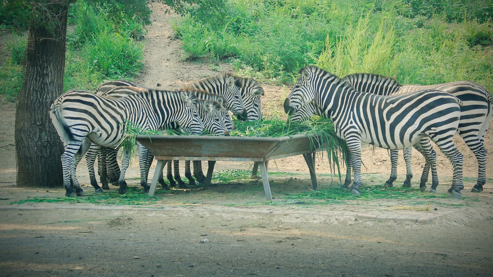 Sony Cyber-shot DSC-H400 sample photo. Zebra, animal, herbivorous photography