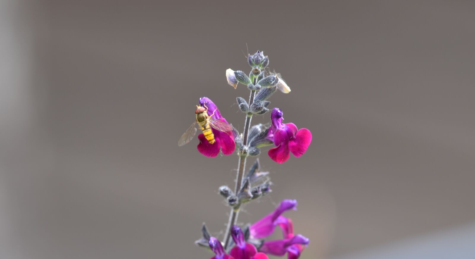 Nikon D5100 sample photo. Wasp, insect, flower photography