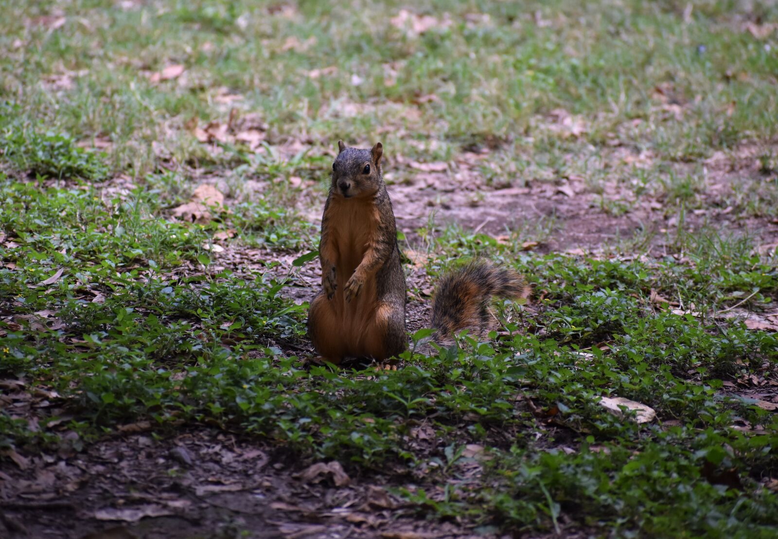 Nikon D3500 sample photo. Squirrel, rodent, shade photography