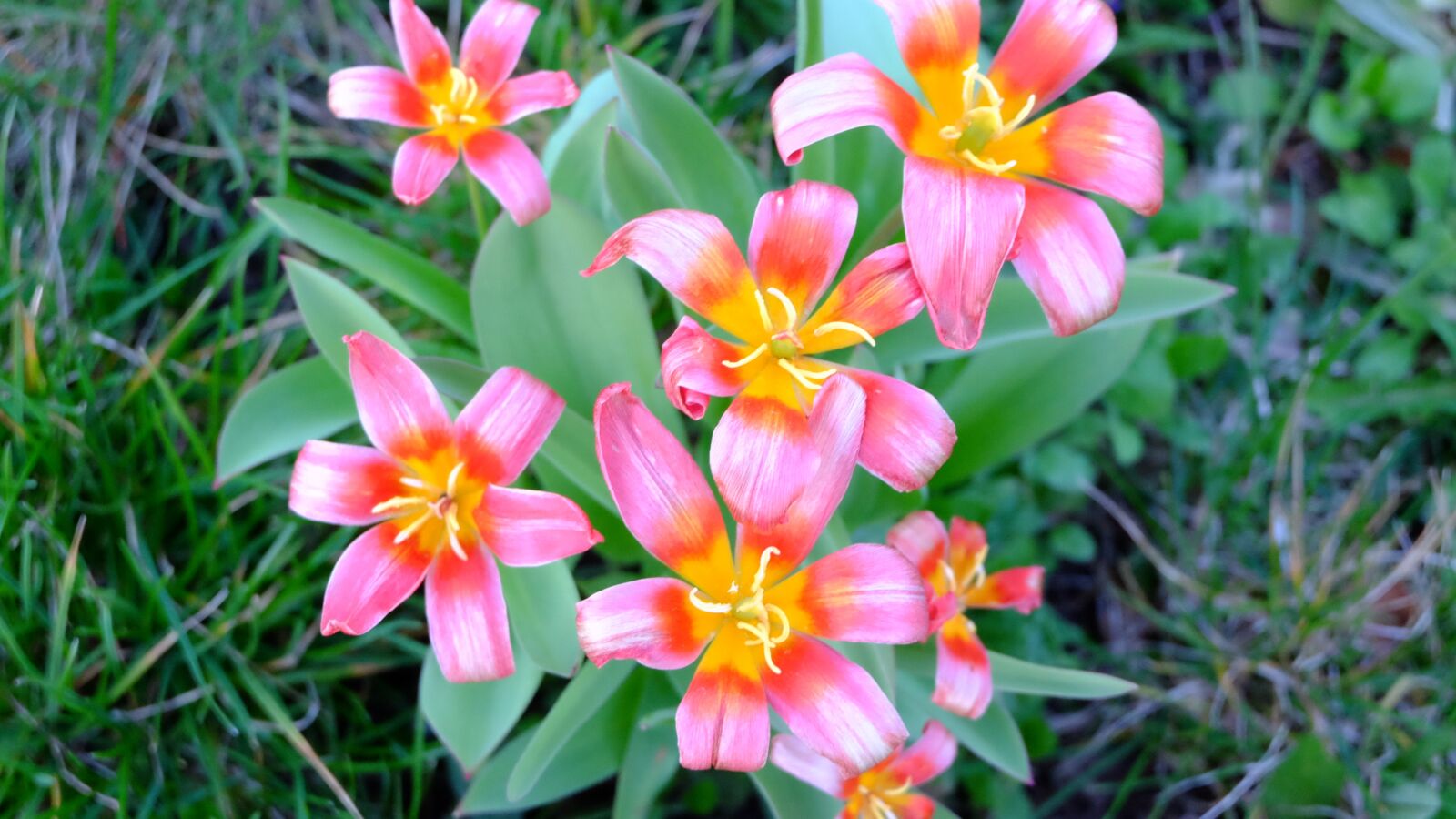 Fujifilm XC 16-50mm F3.5-5.6 OIS II sample photo. Nature, flower, garden photography