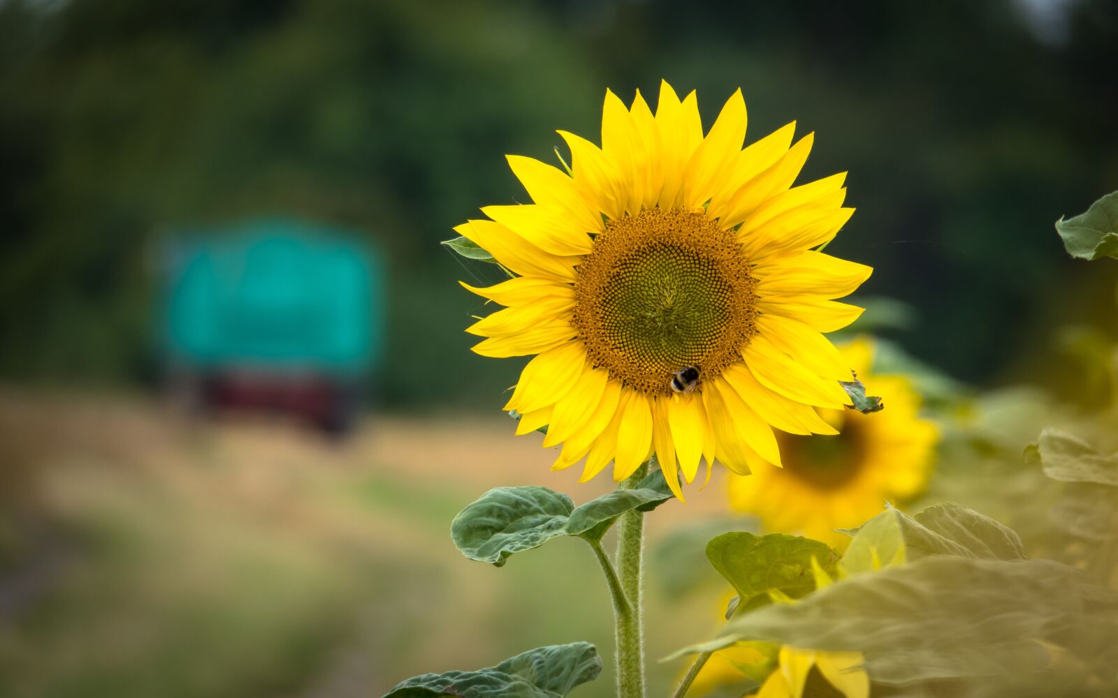 Canon PowerShot G3 X sample photo. Sunflower, hummel, blossom photography