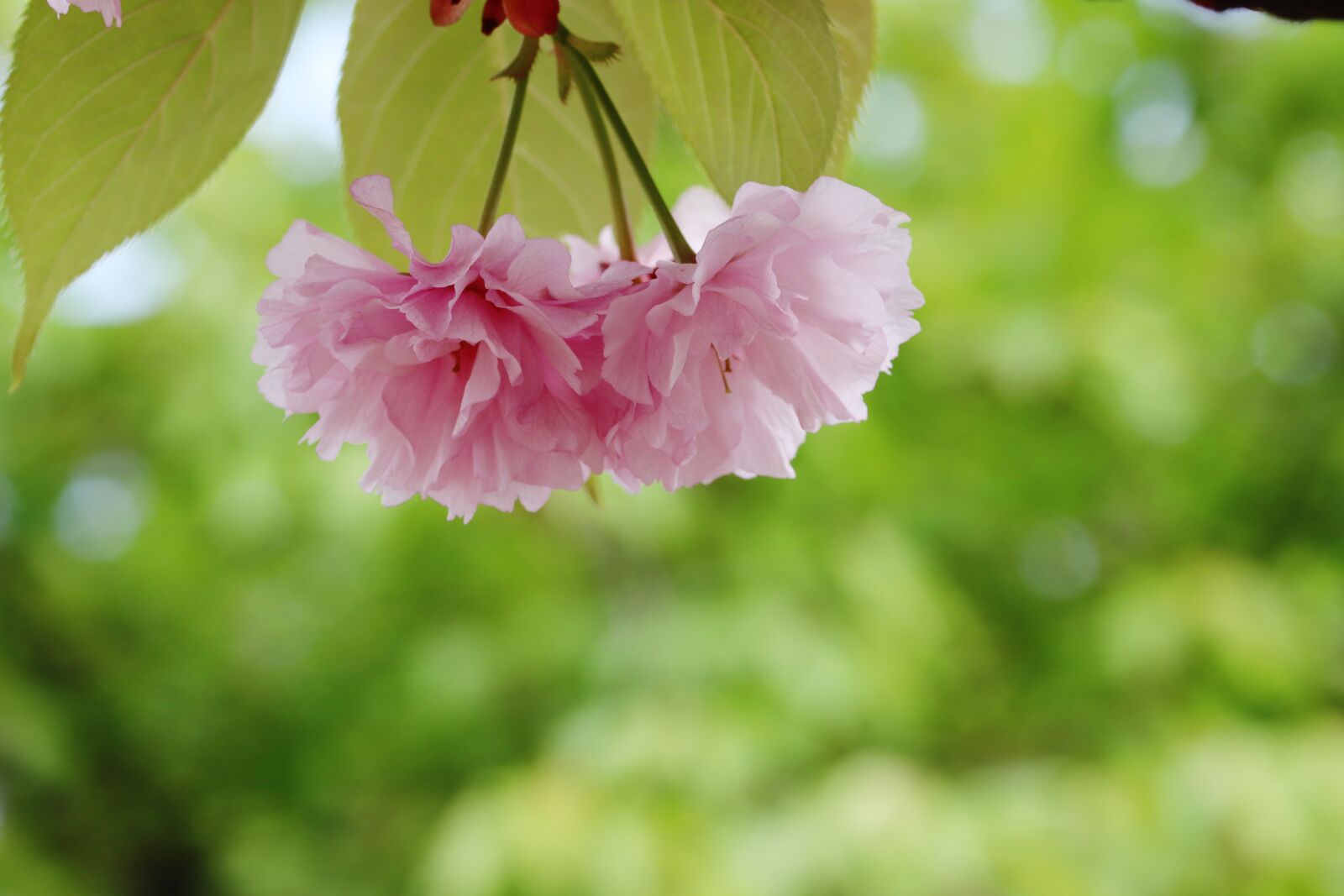 Canon EOS 800D (EOS Rebel T7i / EOS Kiss X9i) sample photo. Spring, spring flowers, nature photography