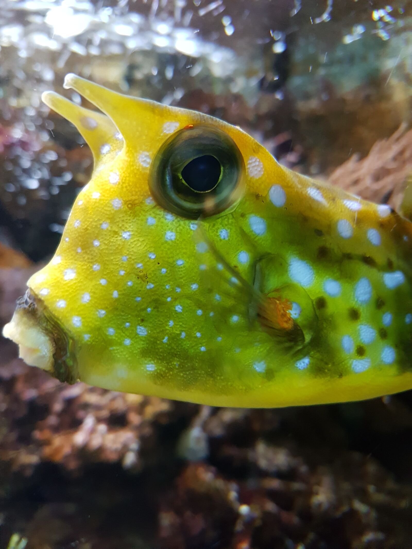 Samsung Galaxy S7 Edge sample photo. Fish, water, nature photography