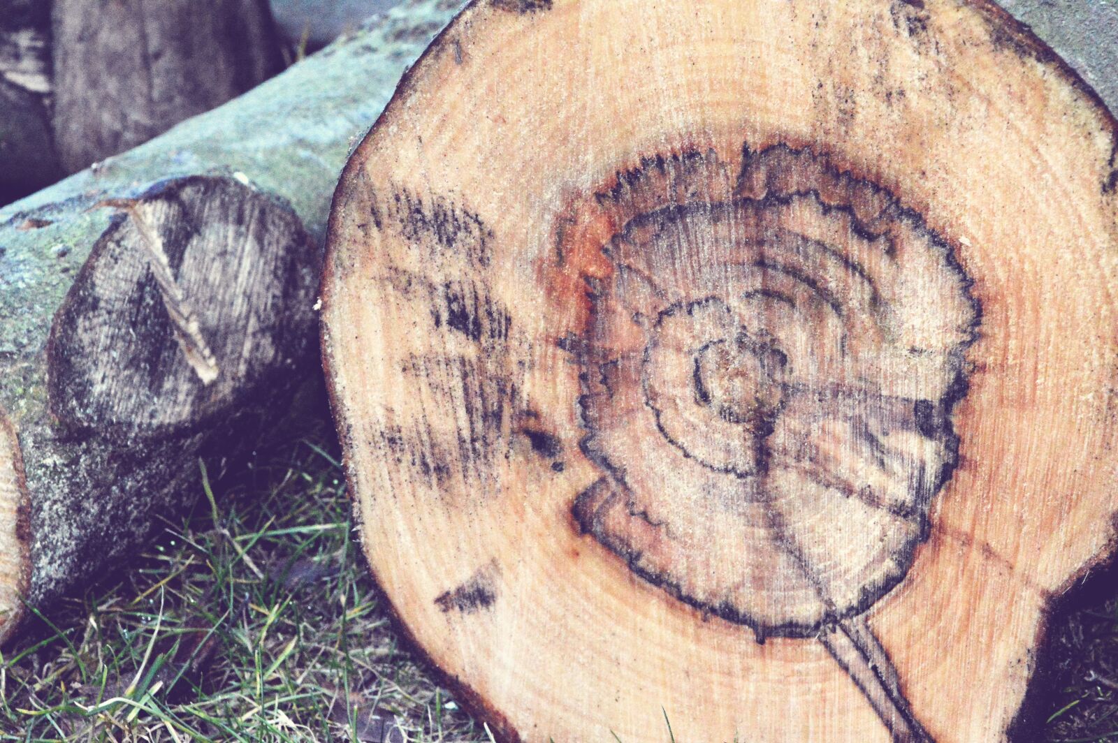 Nikon D3200 sample photo. Trunk, rings of a photography