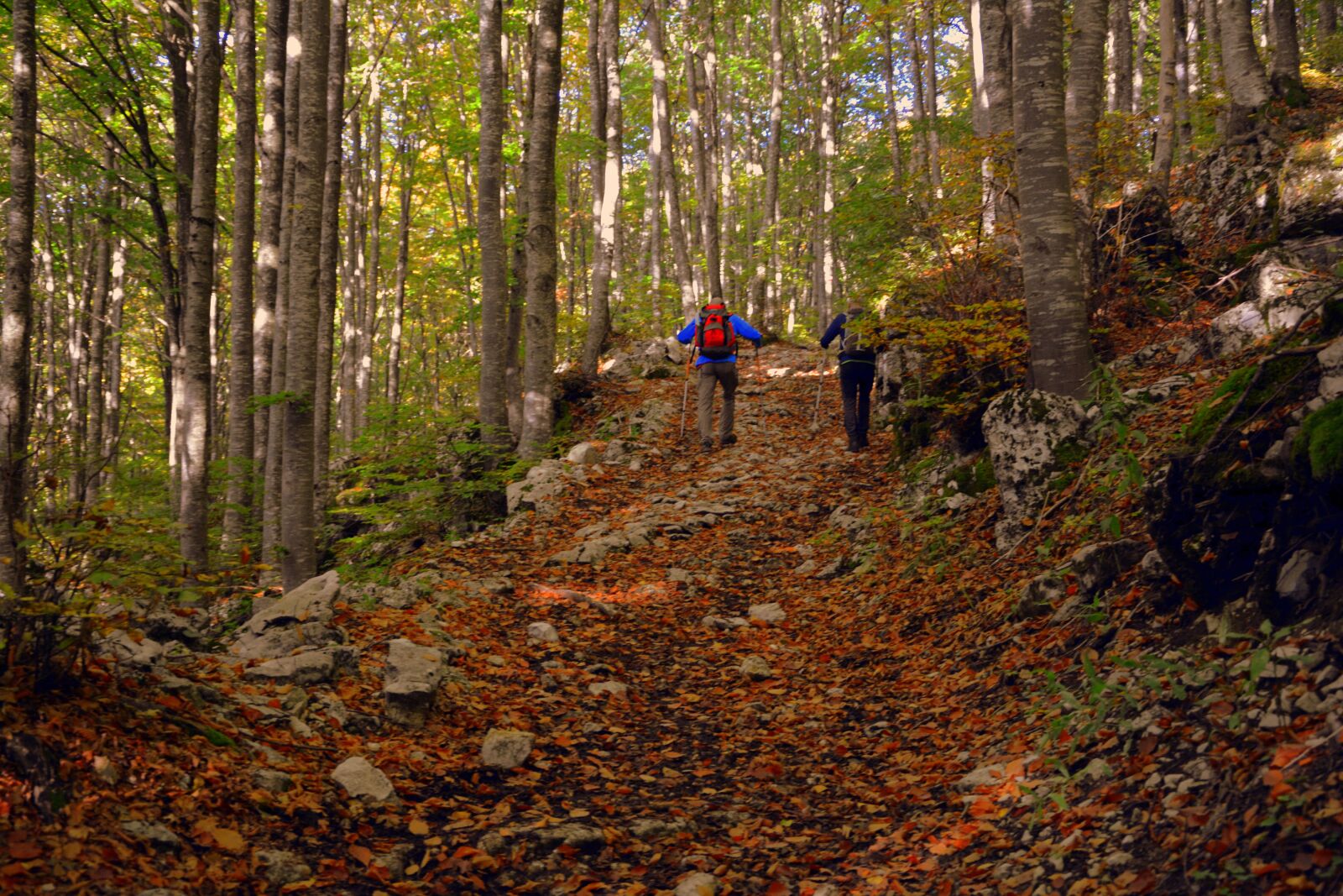 Nikon D7100 sample photo. Excursion, forest, autumn photography