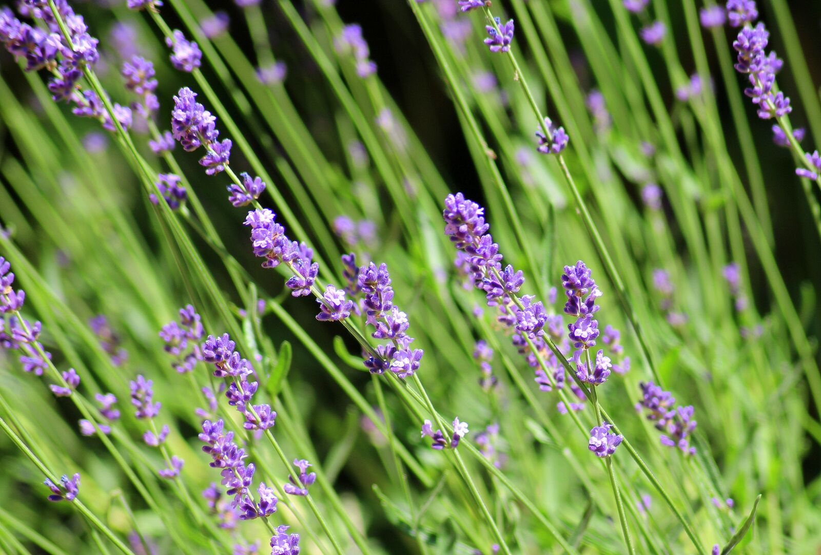 Canon EOS 1200D (EOS Rebel T5 / EOS Kiss X70 / EOS Hi) sample photo. Lavender, ornamental plant, purple photography