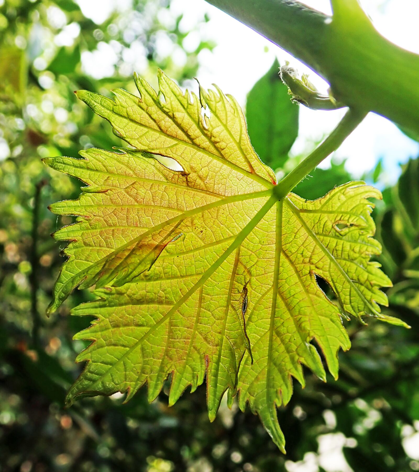 Olympus TG-5 sample photo. Leaf, grape, foliage photography