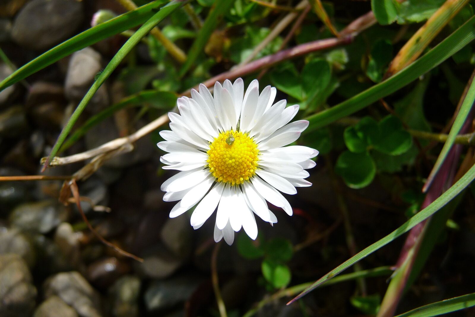 Panasonic Lumix DMC-TZ5 sample photo. Daisy, bug, ireland photography