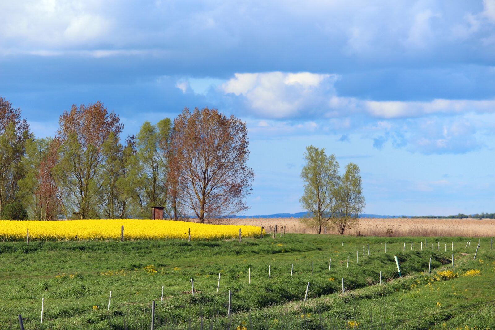 Canon EF-S 55-250mm F4-5.6 IS STM sample photo. Flora, field, meadow photography