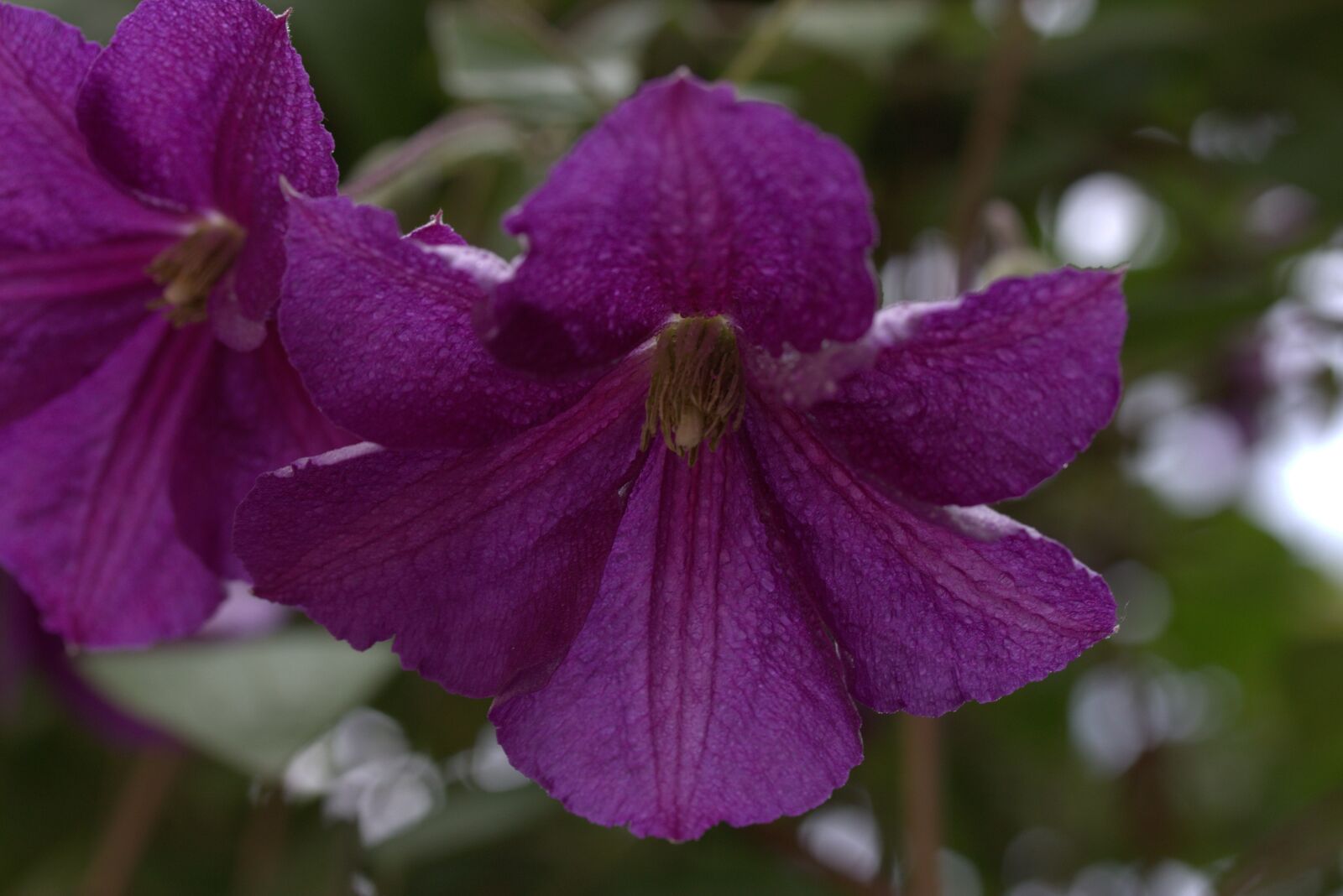 Canon EF-S 60mm F2.8 Macro USM sample photo. Clematita, flower, mov photography
