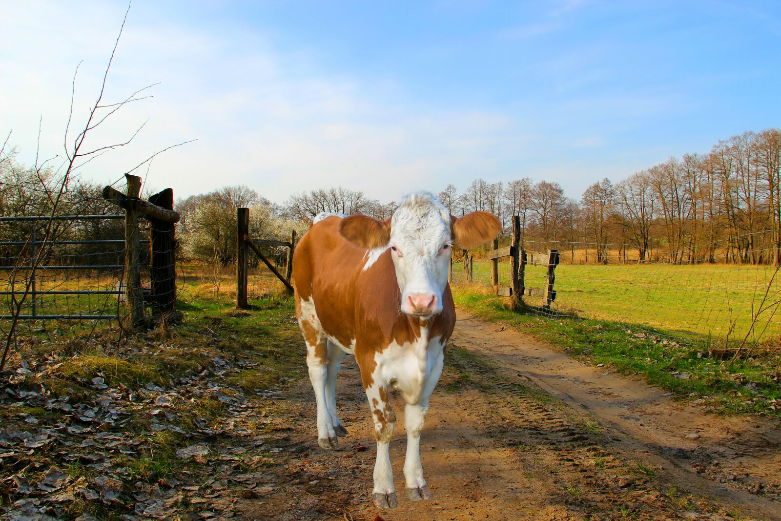 Canon EOS 600D (Rebel EOS T3i / EOS Kiss X5) sample photo. Cow, coupling, away photography
