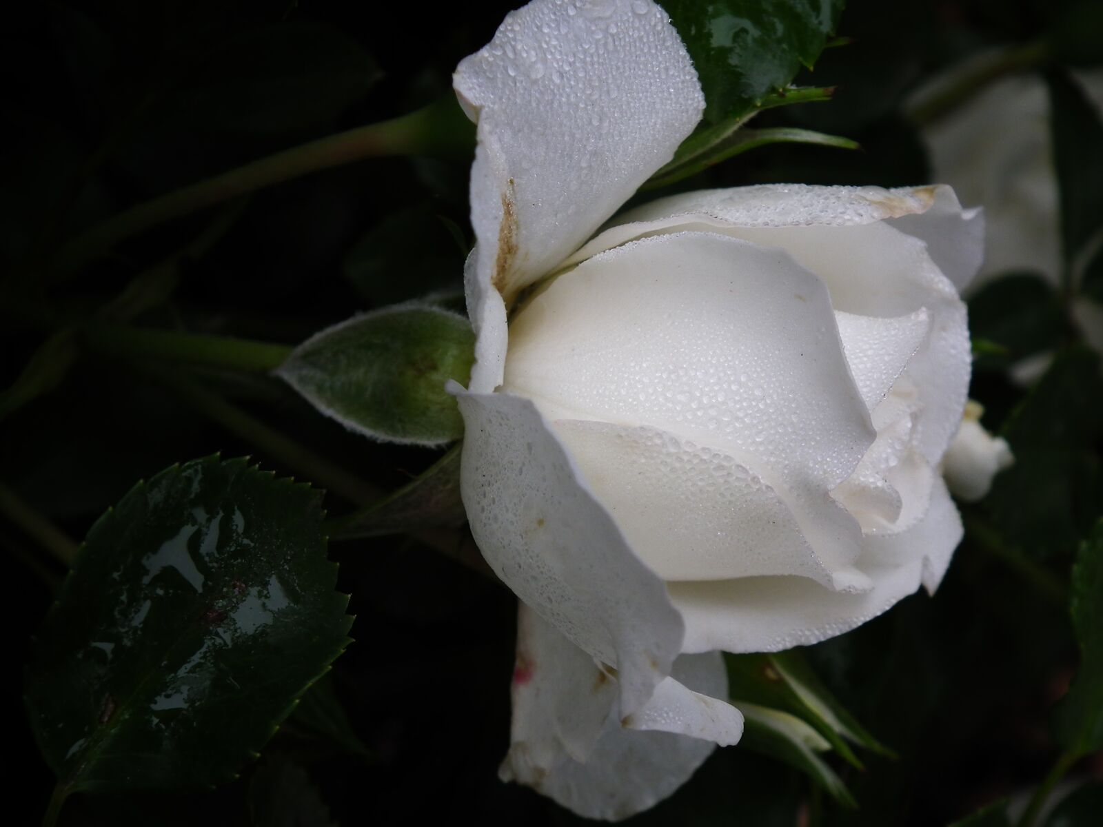 FujiFilm FinePix HS10 (FinePix HS11) sample photo. Rose, outdoor, nature photography