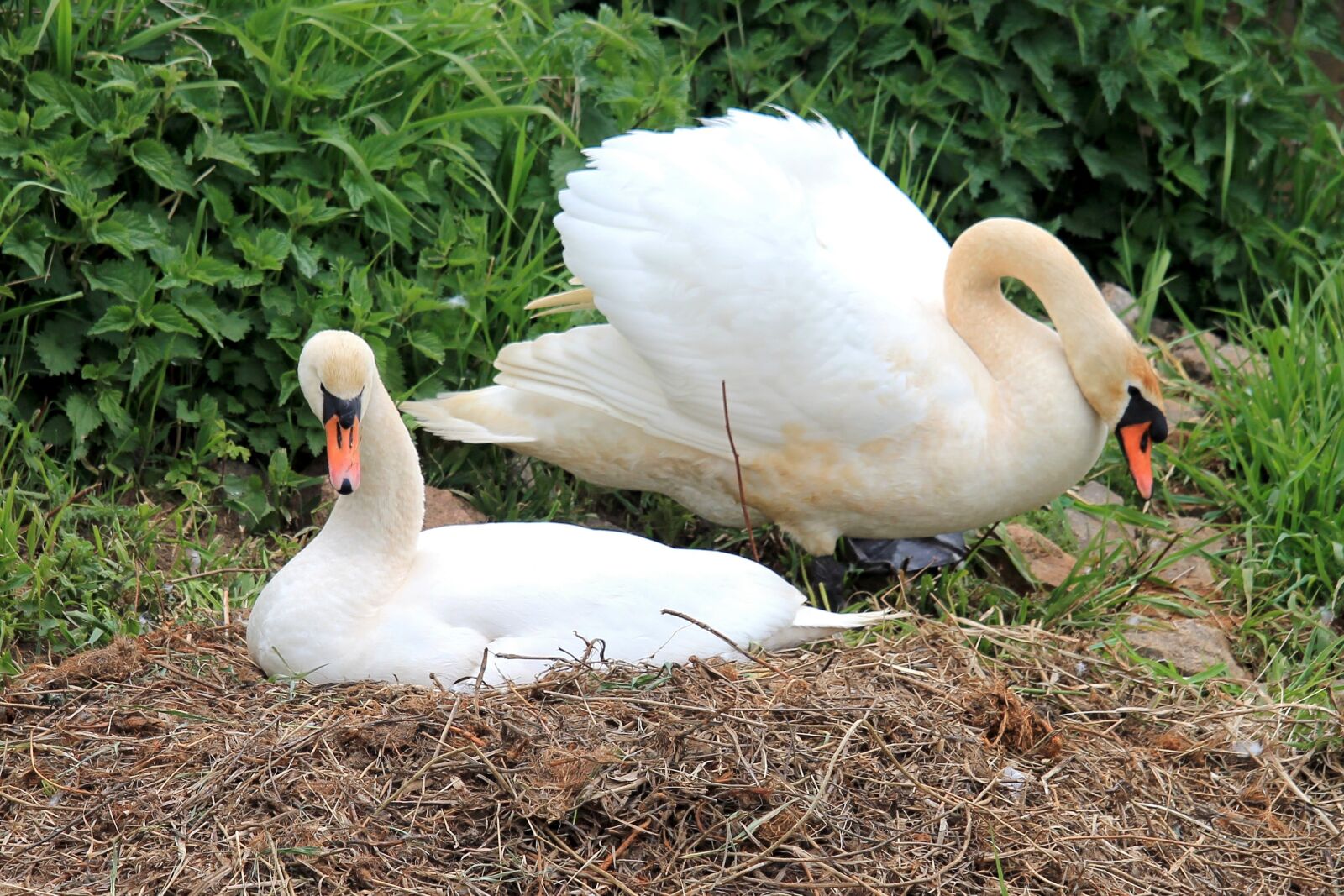 Canon EOS 1100D (EOS Rebel T3 / EOS Kiss X50) + Canon EF-S 55-250mm F4-5.6 IS STM sample photo. Swans, nest, swan's nest photography