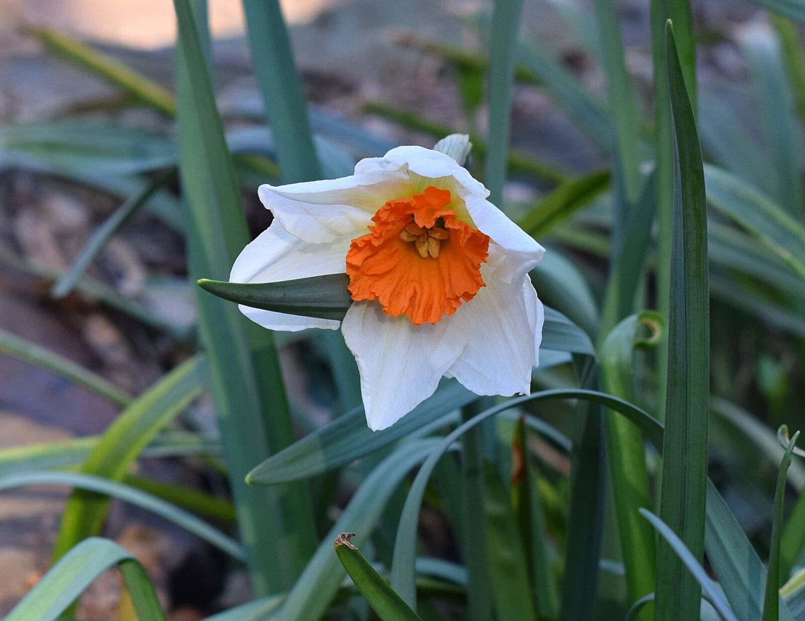 Nikon D3300 sample photo. Narcissus, daffodil, flower photography