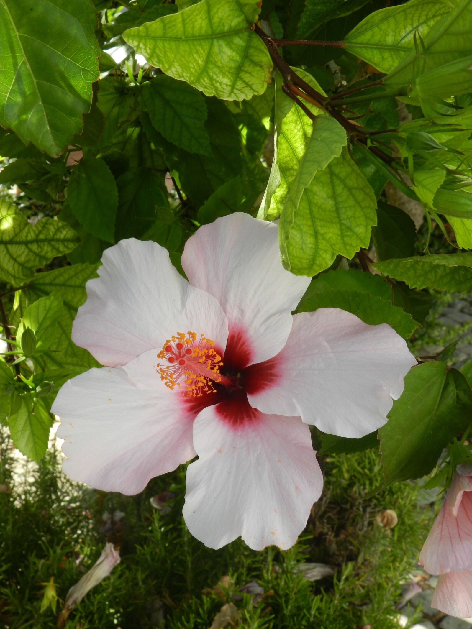 Nikon Coolpix P500 sample photo. Flower, nature, summer flowers photography