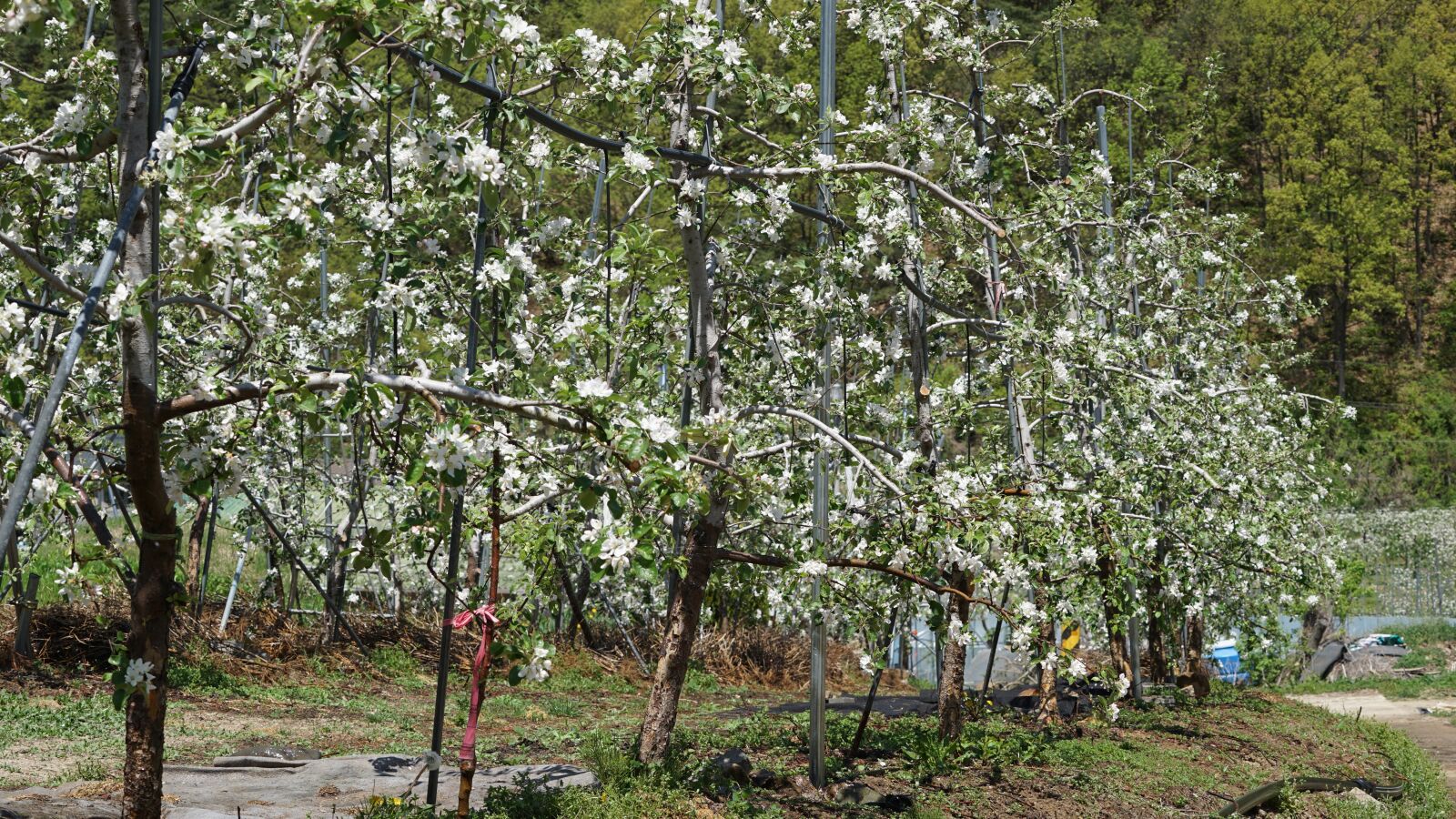 Sony a7 II + Sony FE 70-200mm F4 G OSS sample photo. Spring, apple flower, flowers photography