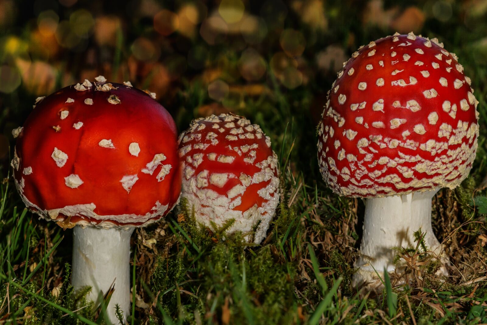 Canon EOS 750D (EOS Rebel T6i / EOS Kiss X8i) sample photo. Fly agaric, autumn, toxic photography