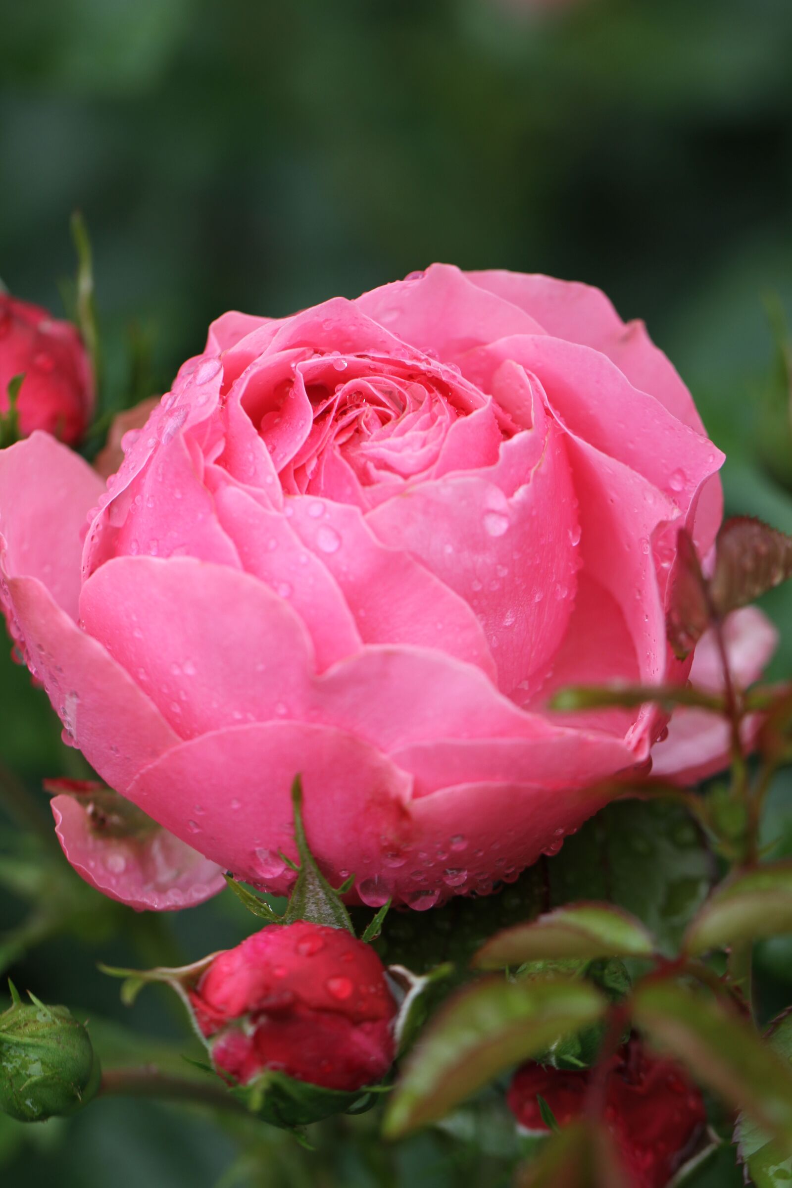 Canon EF 100mm F2.8L Macro IS USM sample photo. Rose, pink, open rose photography