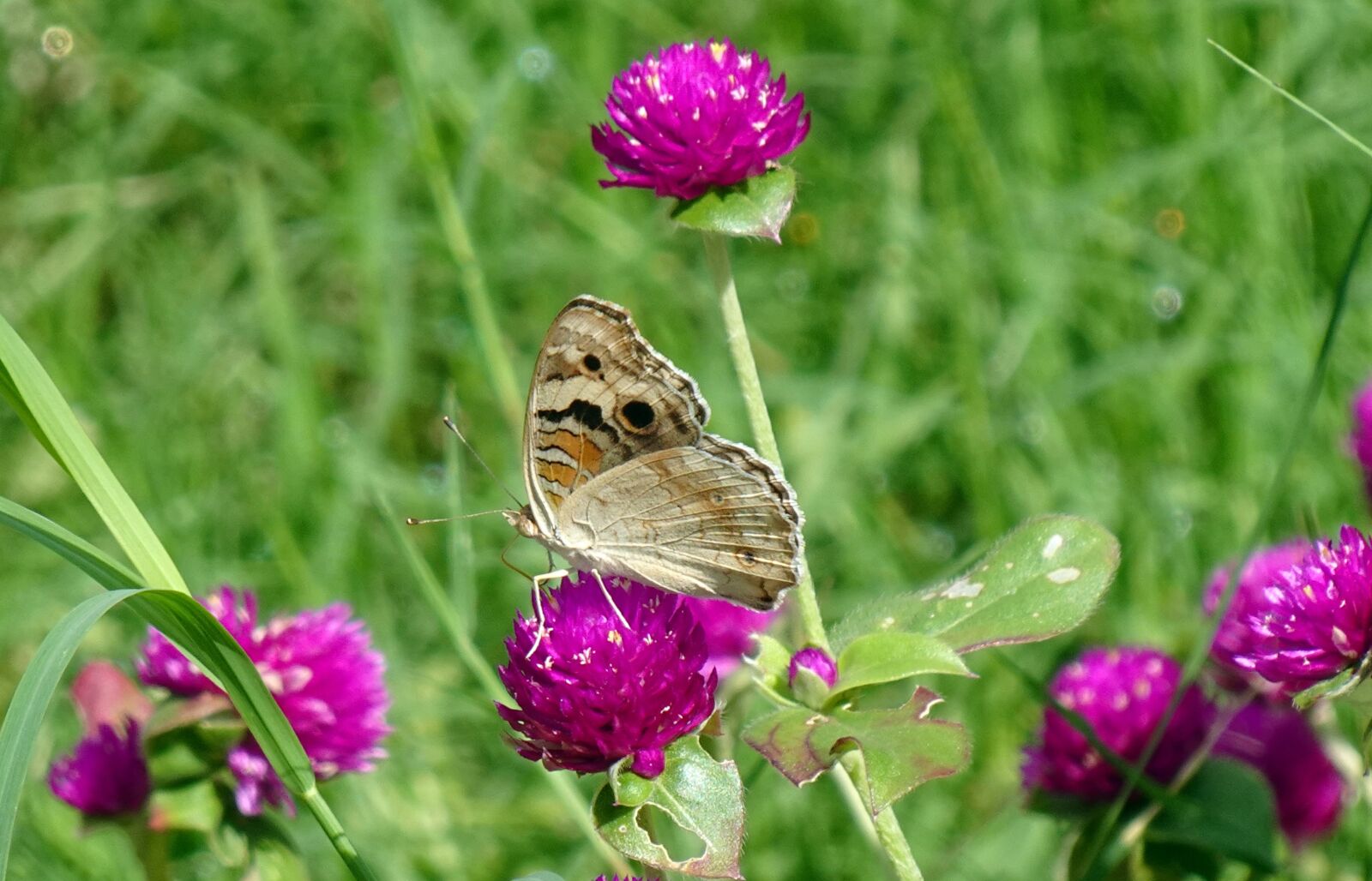 Sony DSC-WX800 sample photo. Butterfly, blue pansy, insect photography