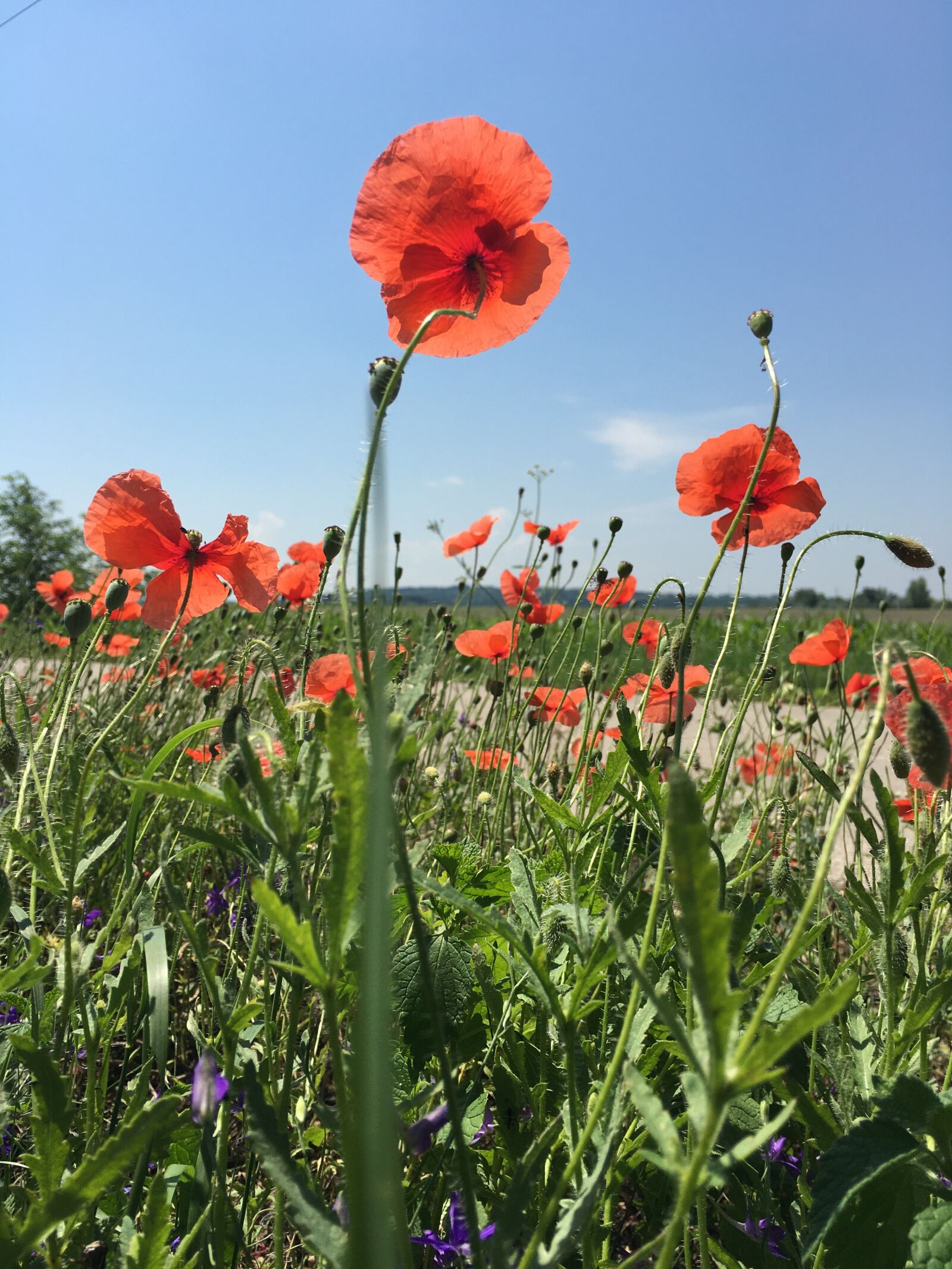 iPhone 6s back camera 4.15mm f/2.2 sample photo. Poppy, flower, nature photography